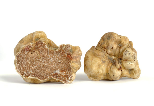 화이트 송로버섯 Tuber Pico Magnatum 50g (+ - 2g)