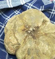 화이트 송로버섯 Tuber Pico Magnatum 50g (+ - 2g)