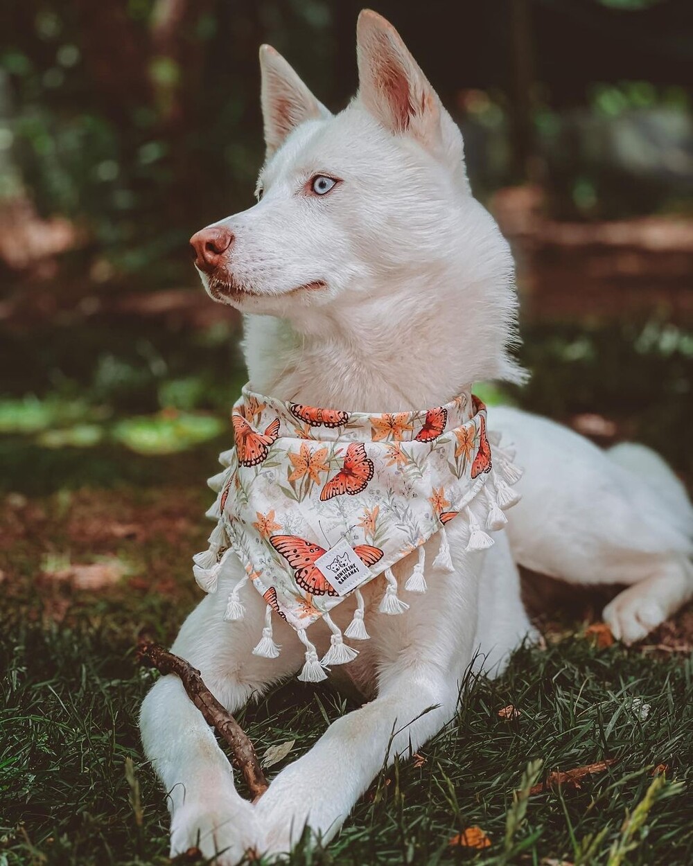 Wild Butterfly bandana