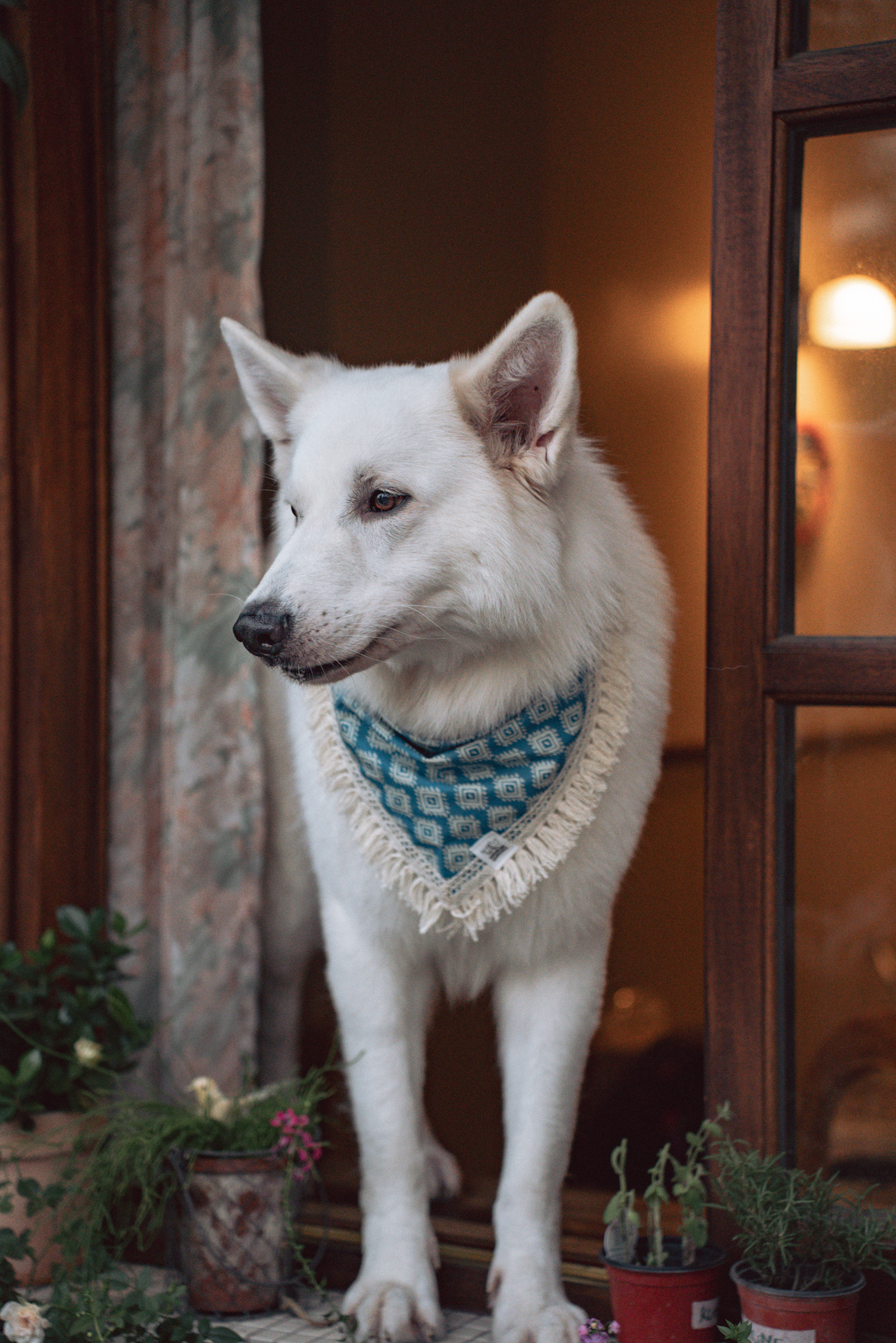 Muskoka bandana