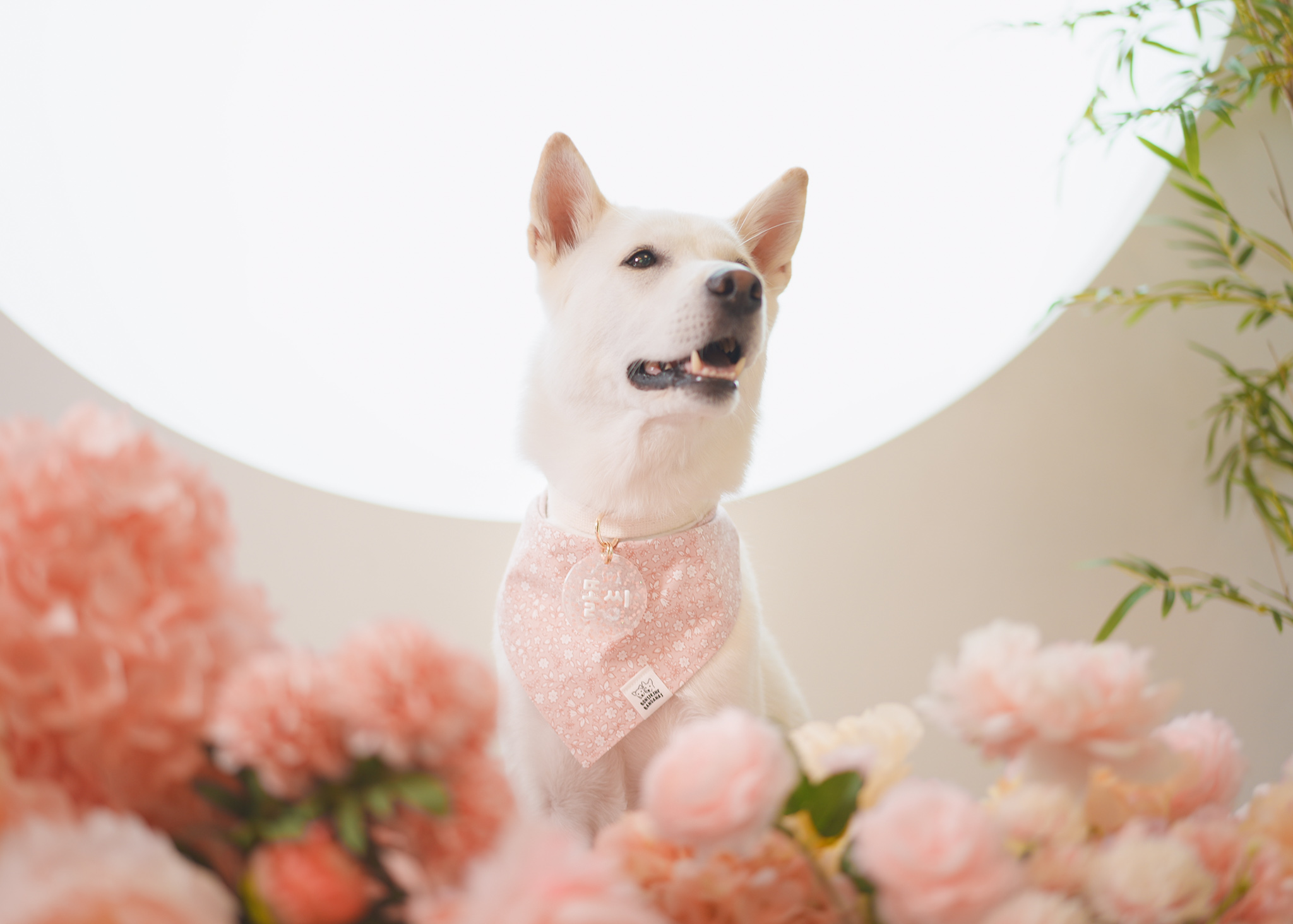 Cherry Blossom Ending Bandana