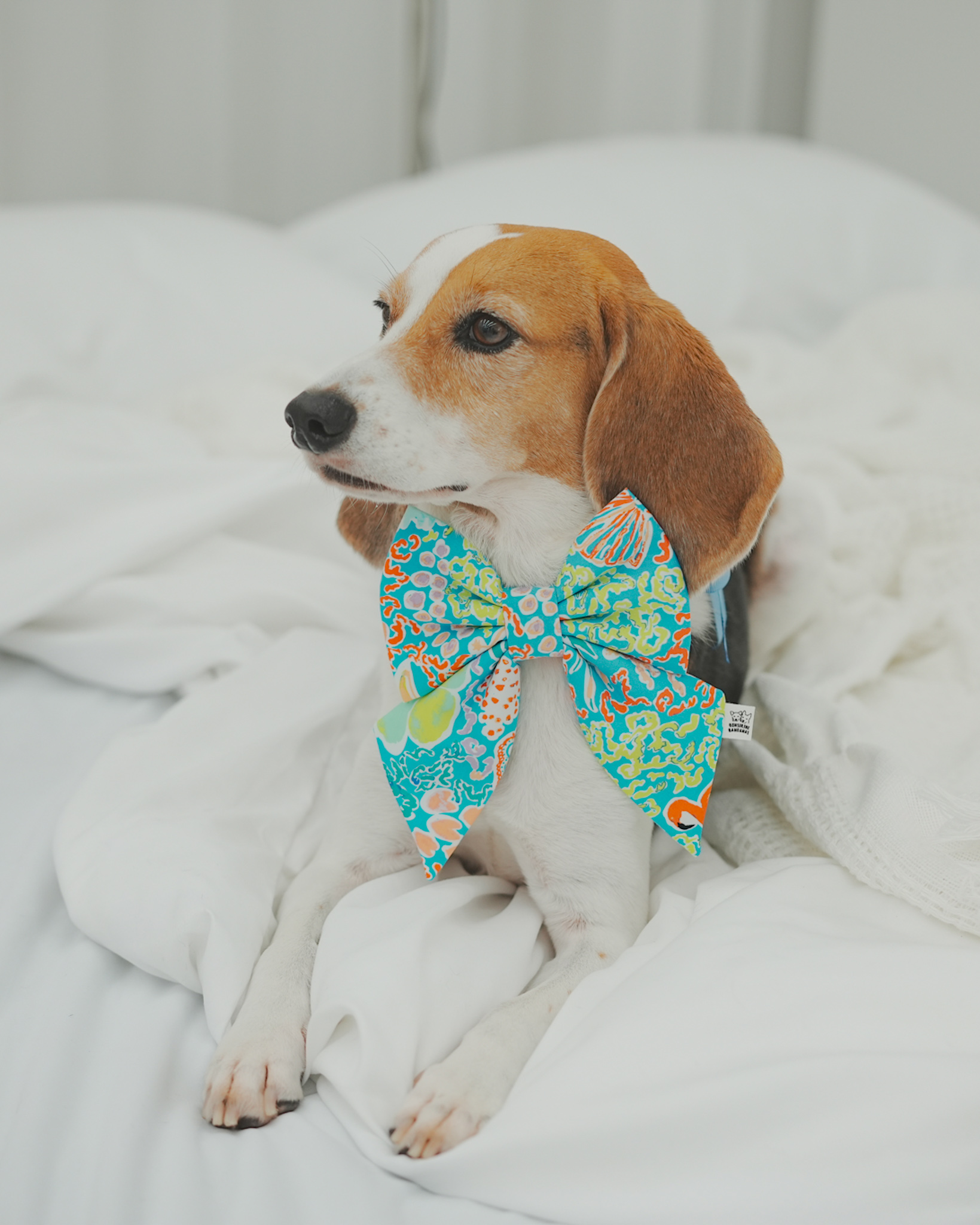 Bahama Bow + Bow tie