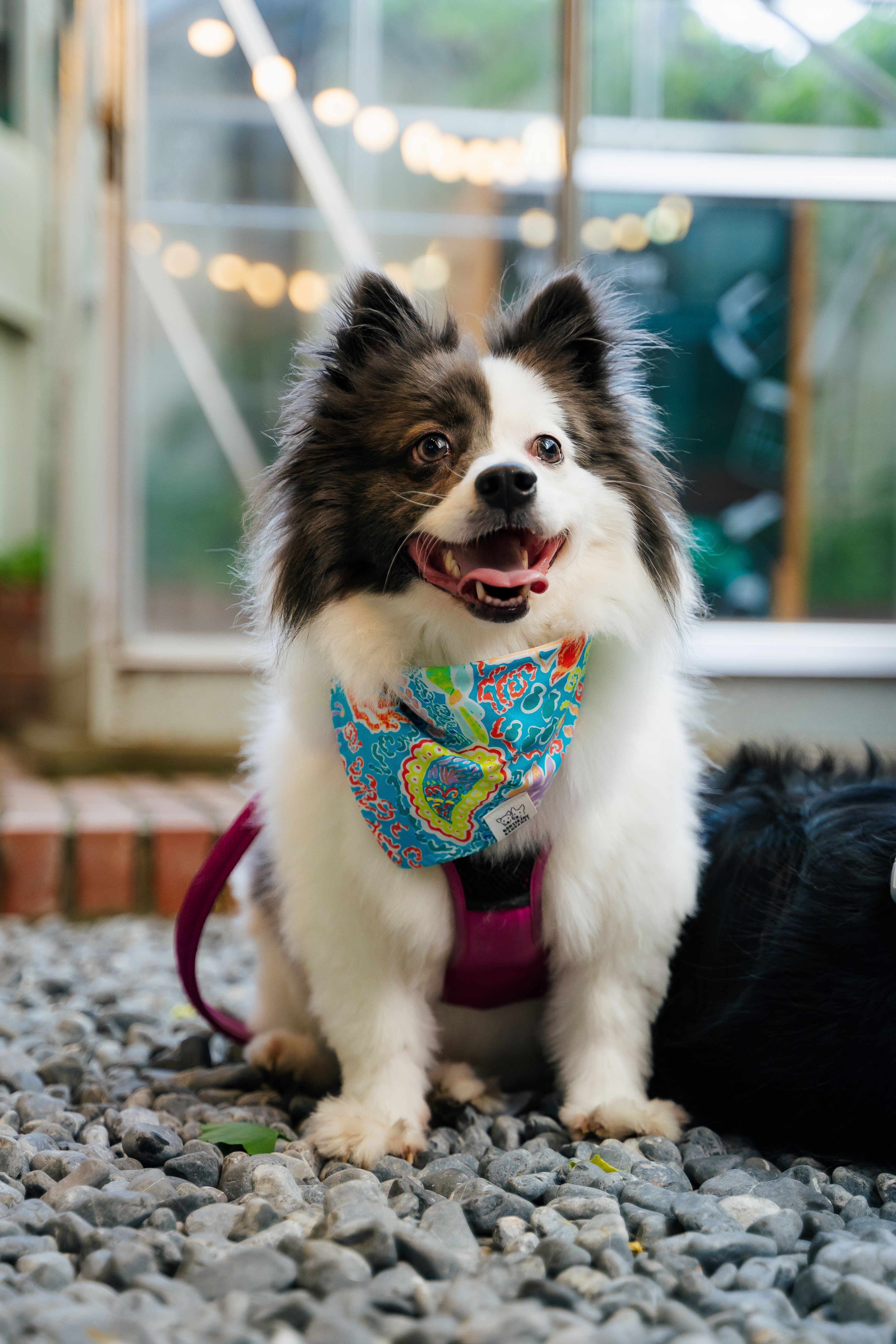 Bahama Bandana