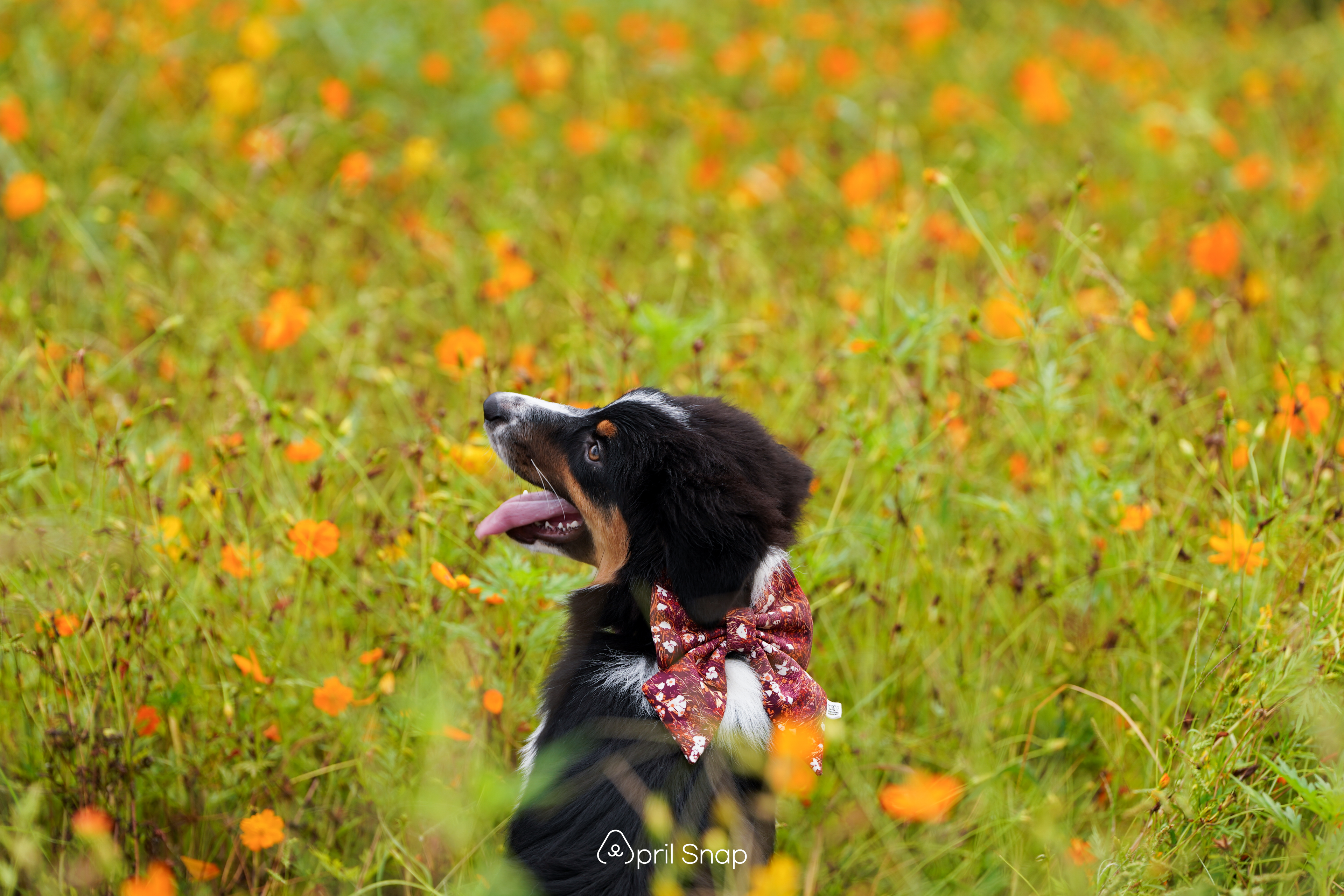 Wildflowers Bow (2 colors / 3 sizes)