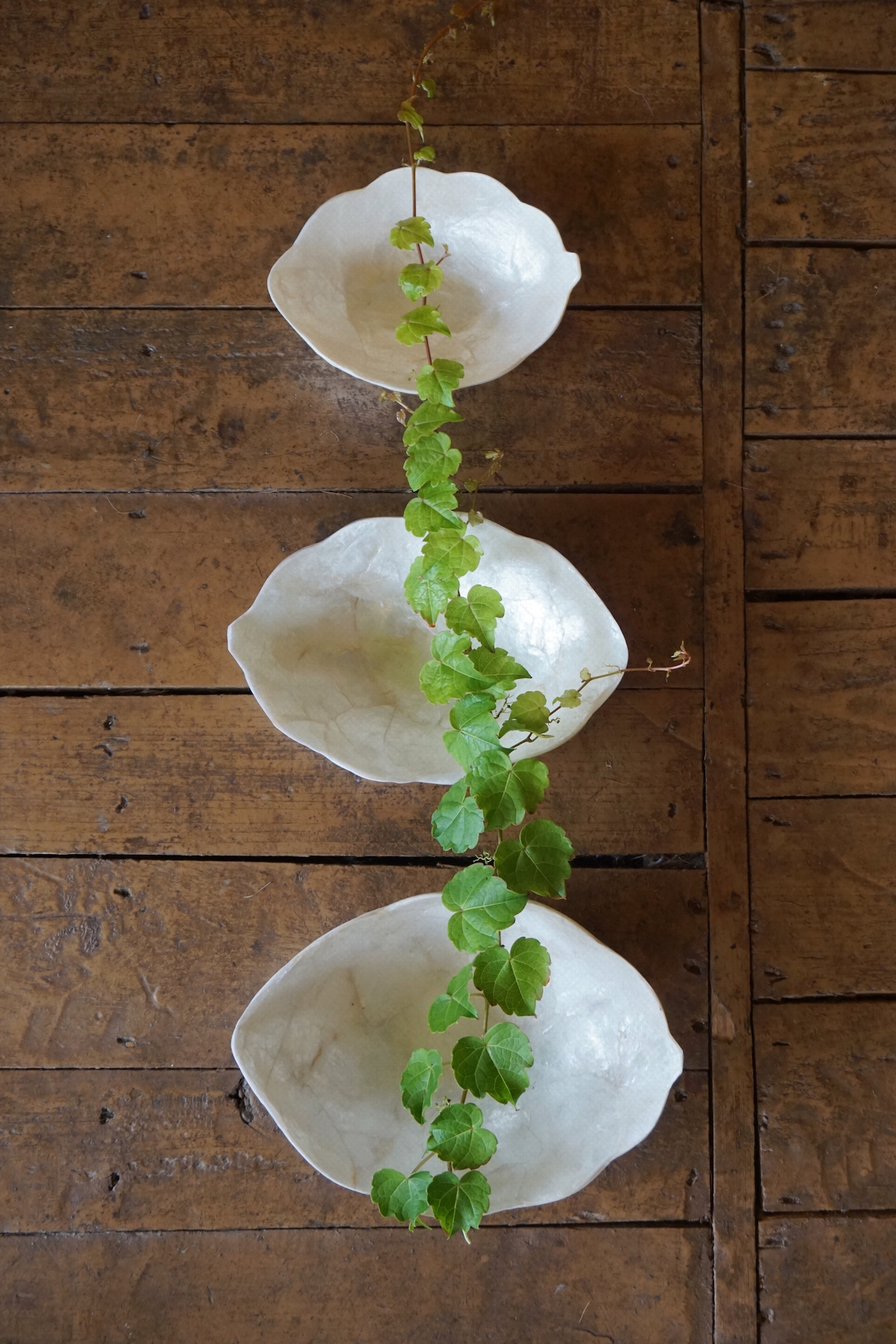 CAMELLIA SHELL TRAY *3 SIZE