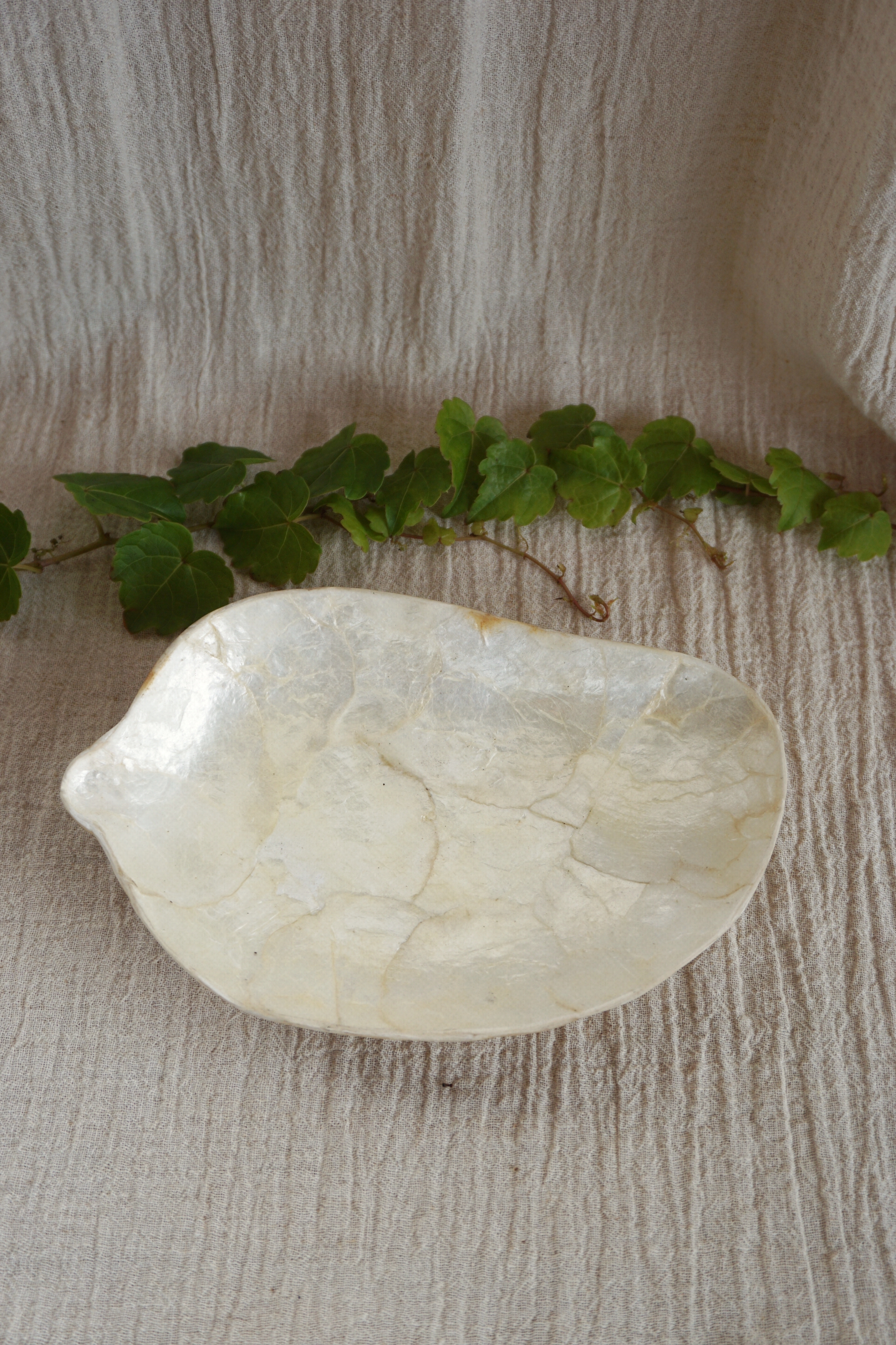 MANGO SHELL TRAY-NO.55