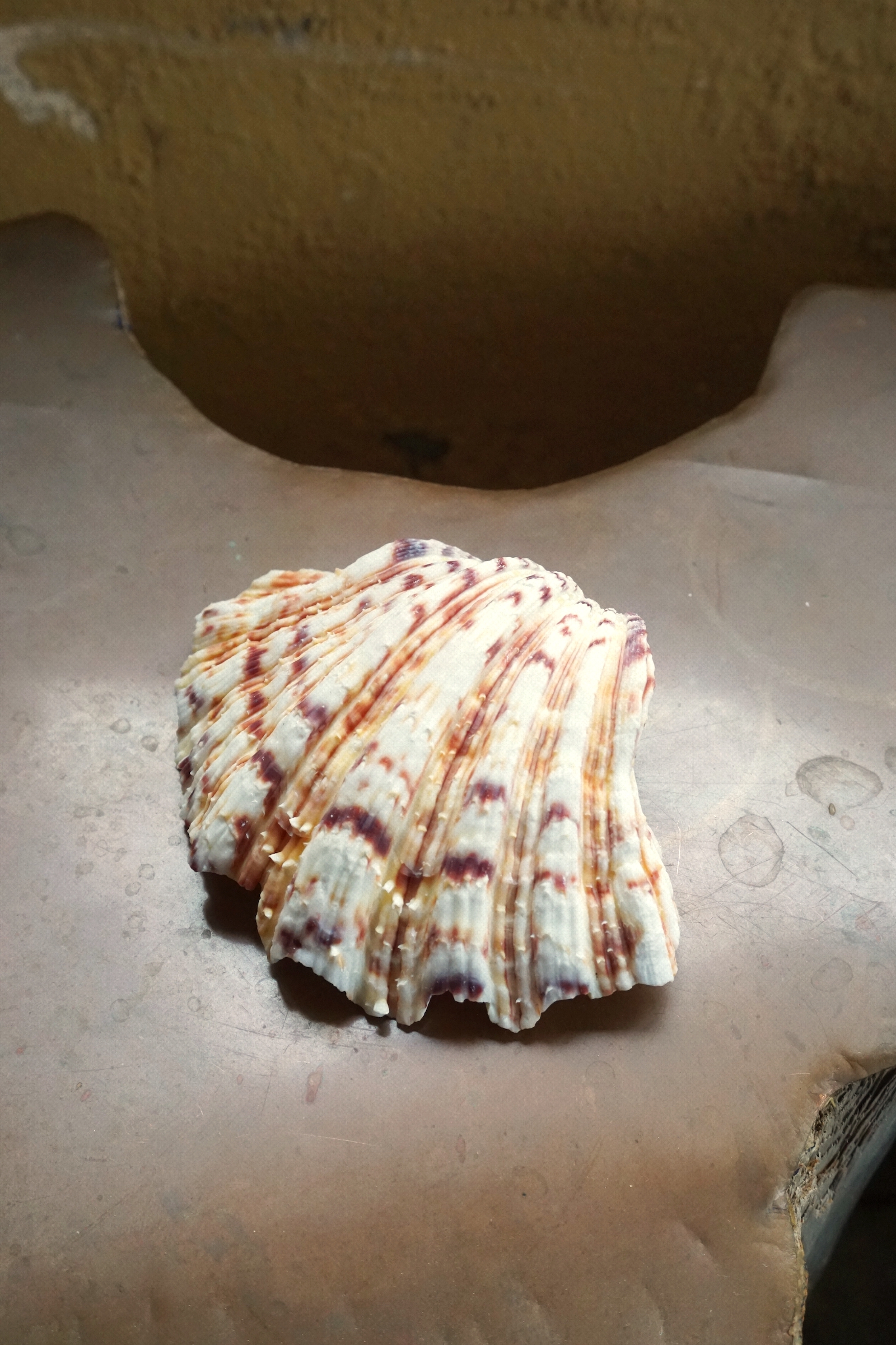 NATURE SHELL