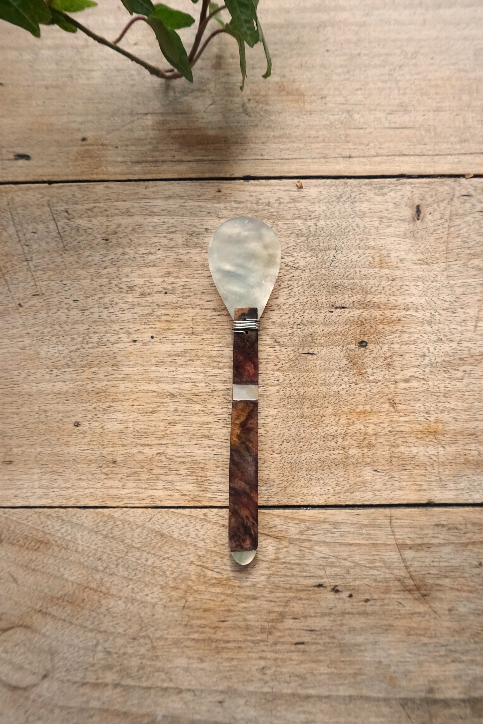 WHITE POINT SHELL SPOON