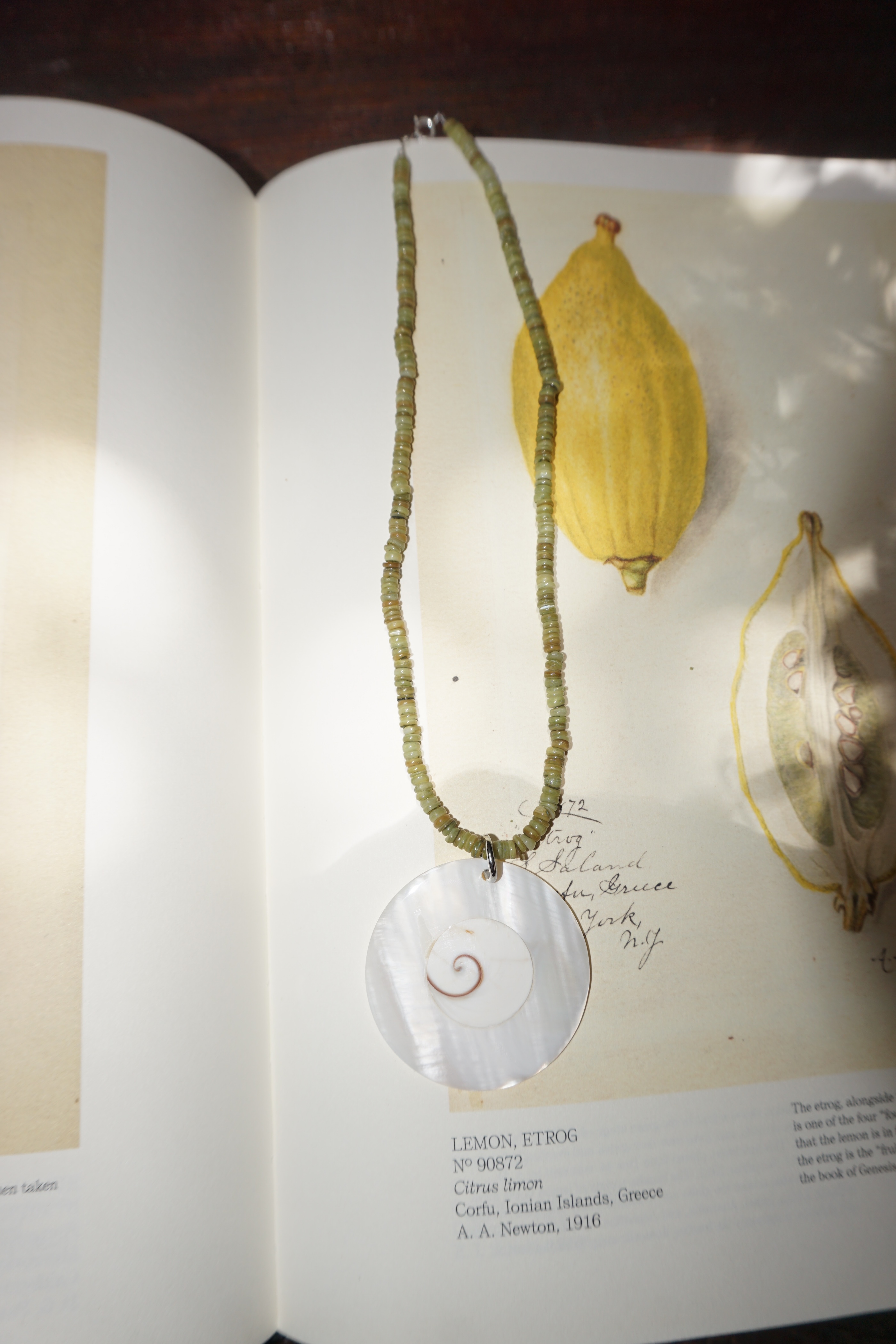Shell Omakase Necklace (One & Only)
