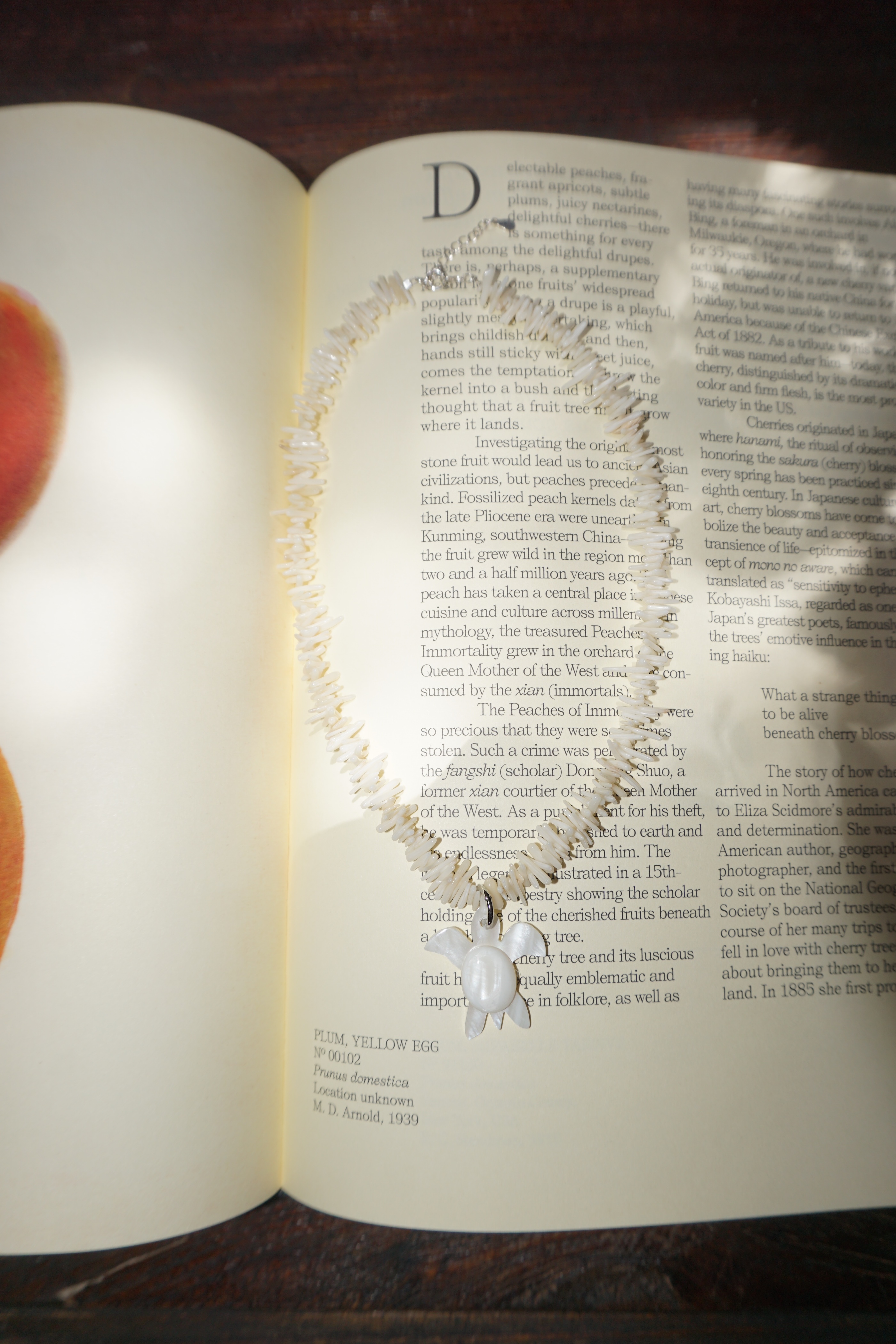 Shell Omakase Necklace (One & Only)