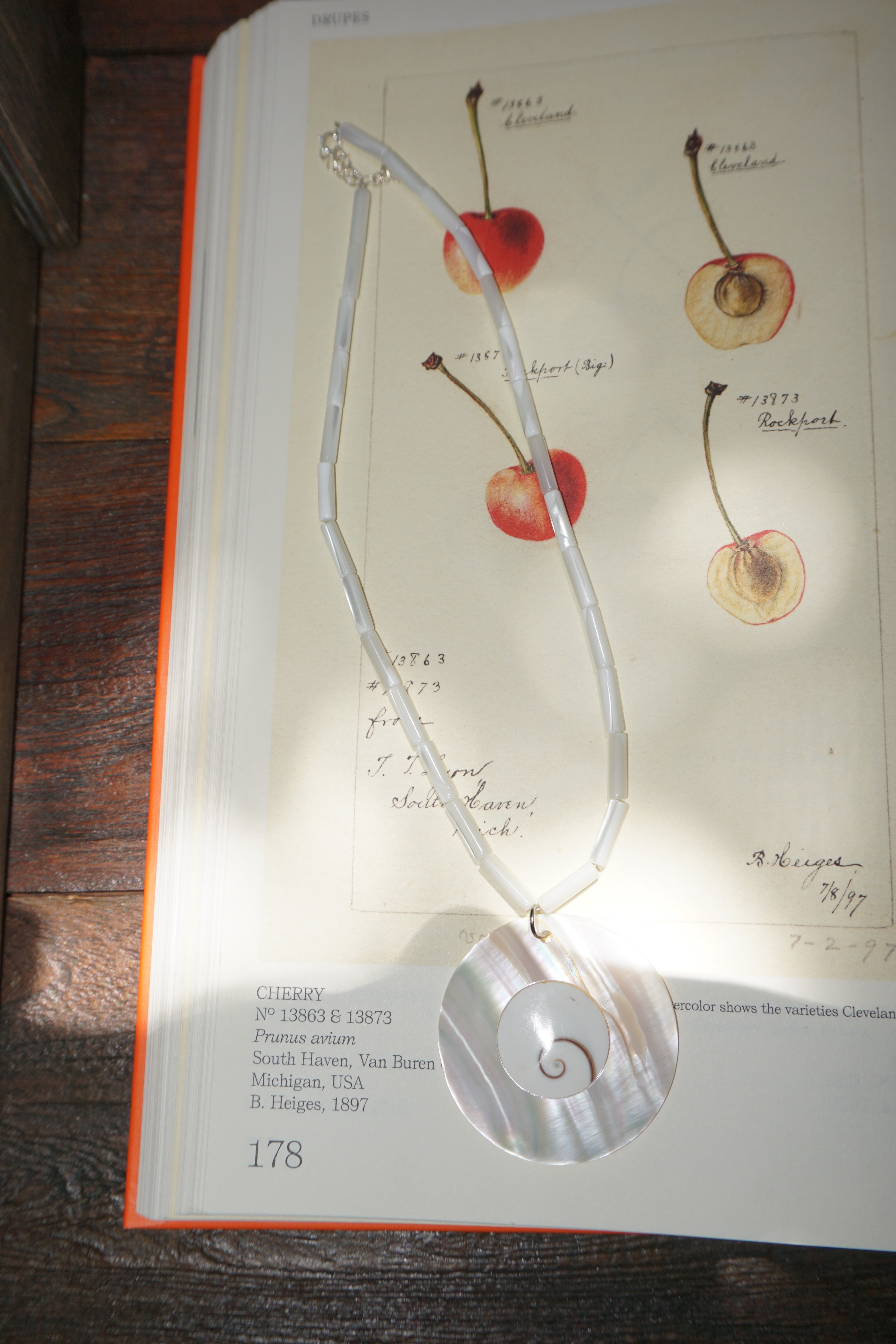 Shell Omakase Necklace (One & Only)