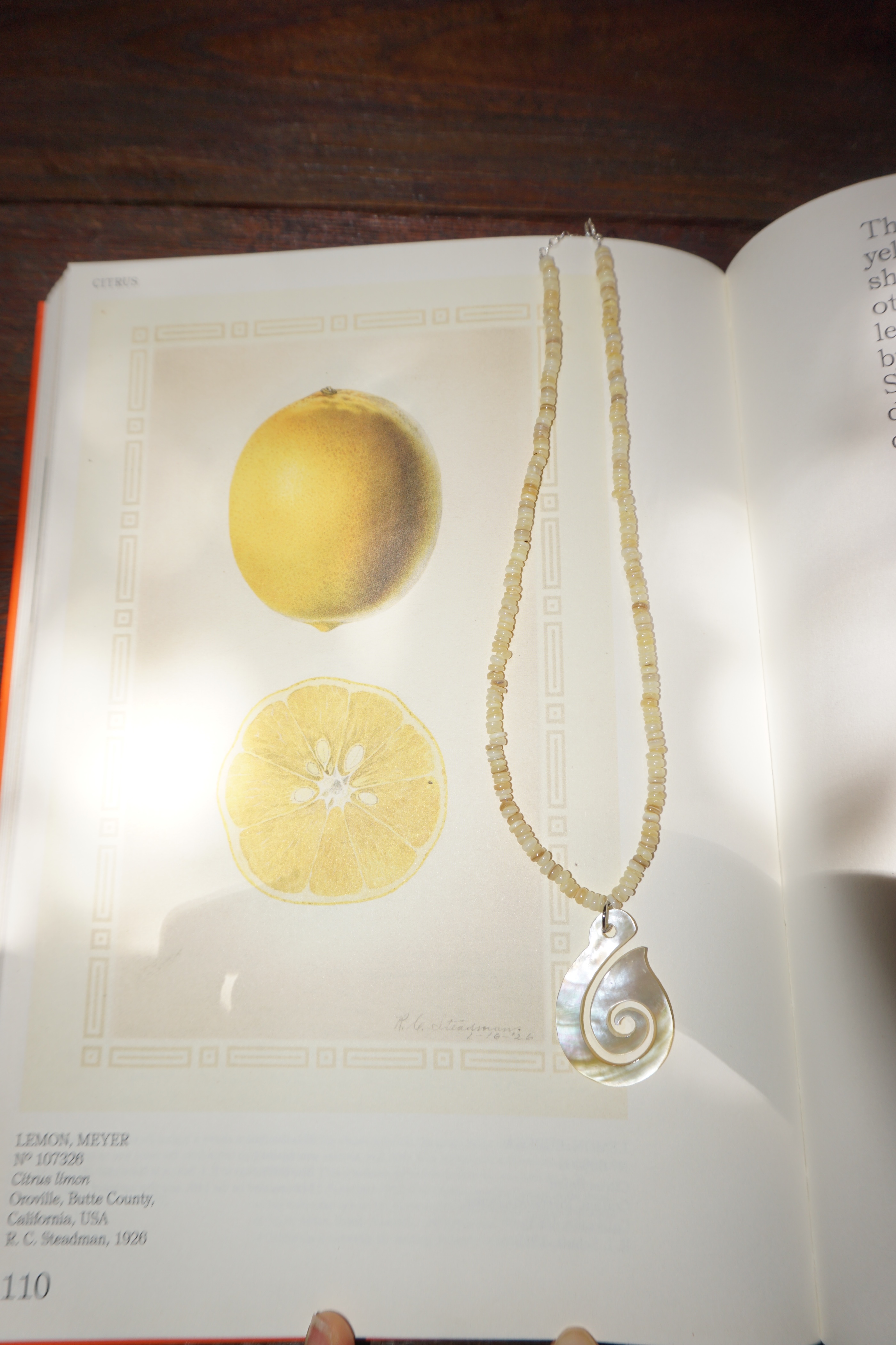 Shell Omakase Necklace (One & Only)