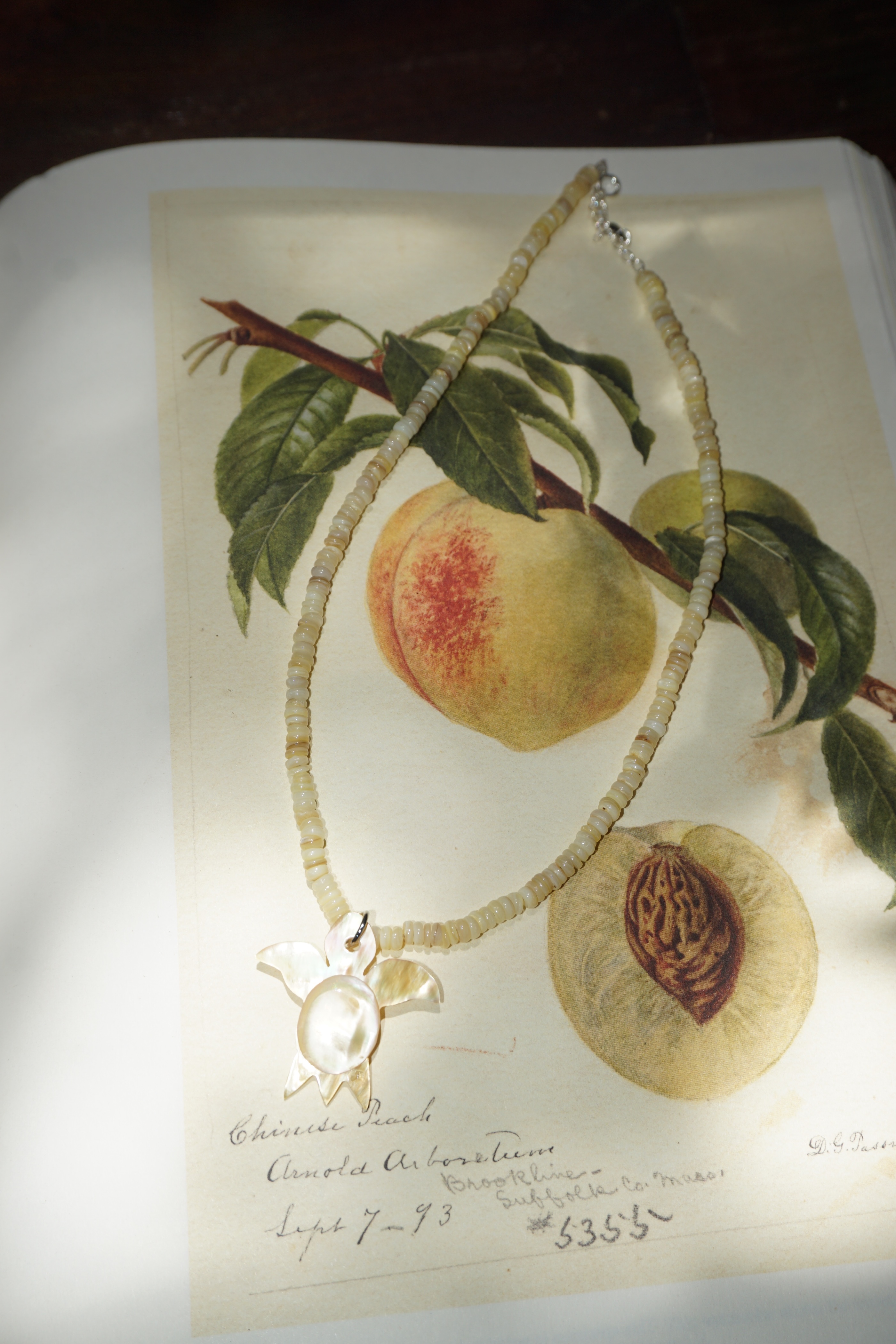 Shell Omakase Necklace (One & Only)