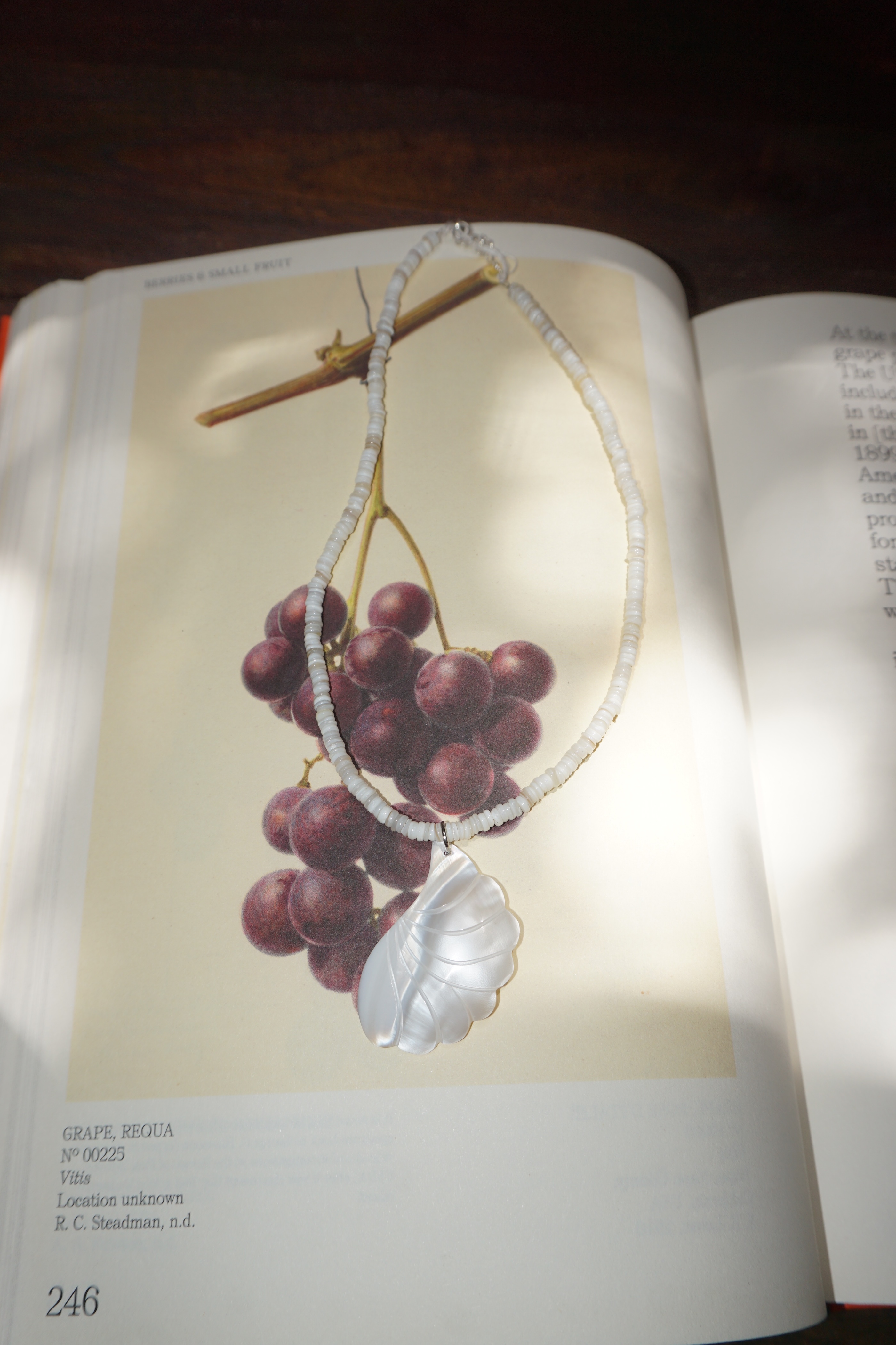 Shell Omakase Necklace (One & Only)