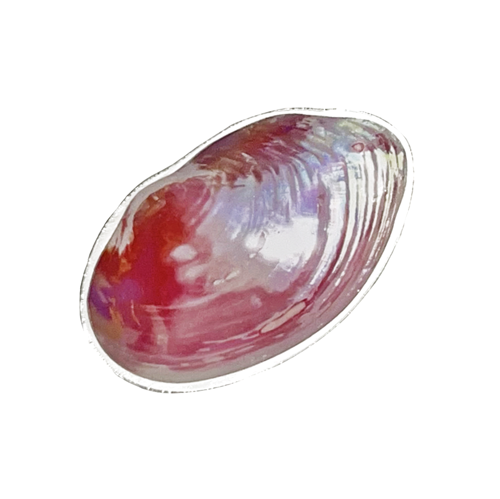Pink Shell Tok
