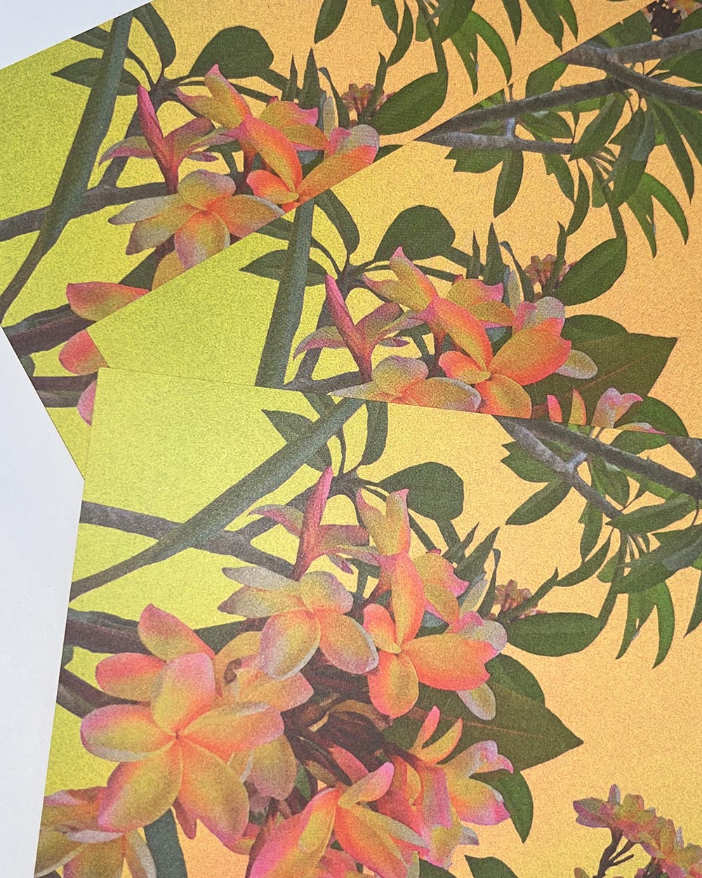 Vacation Postcard Frangipani