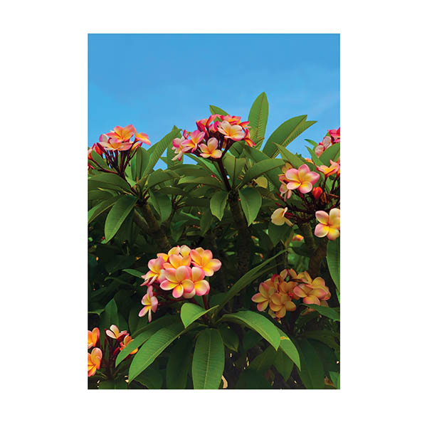 Frangipani Poster