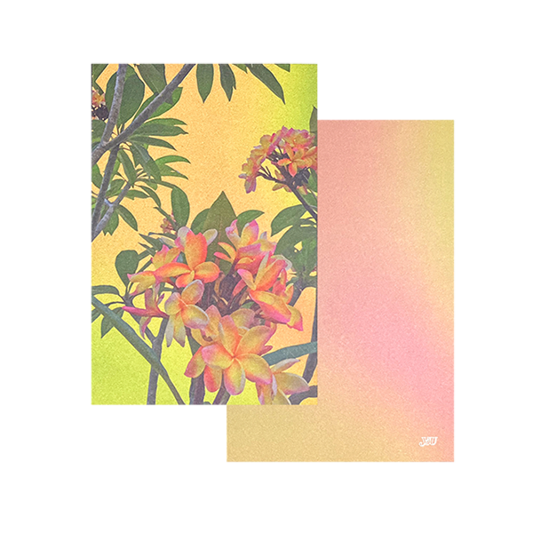 Vacation Postcard Frangipani