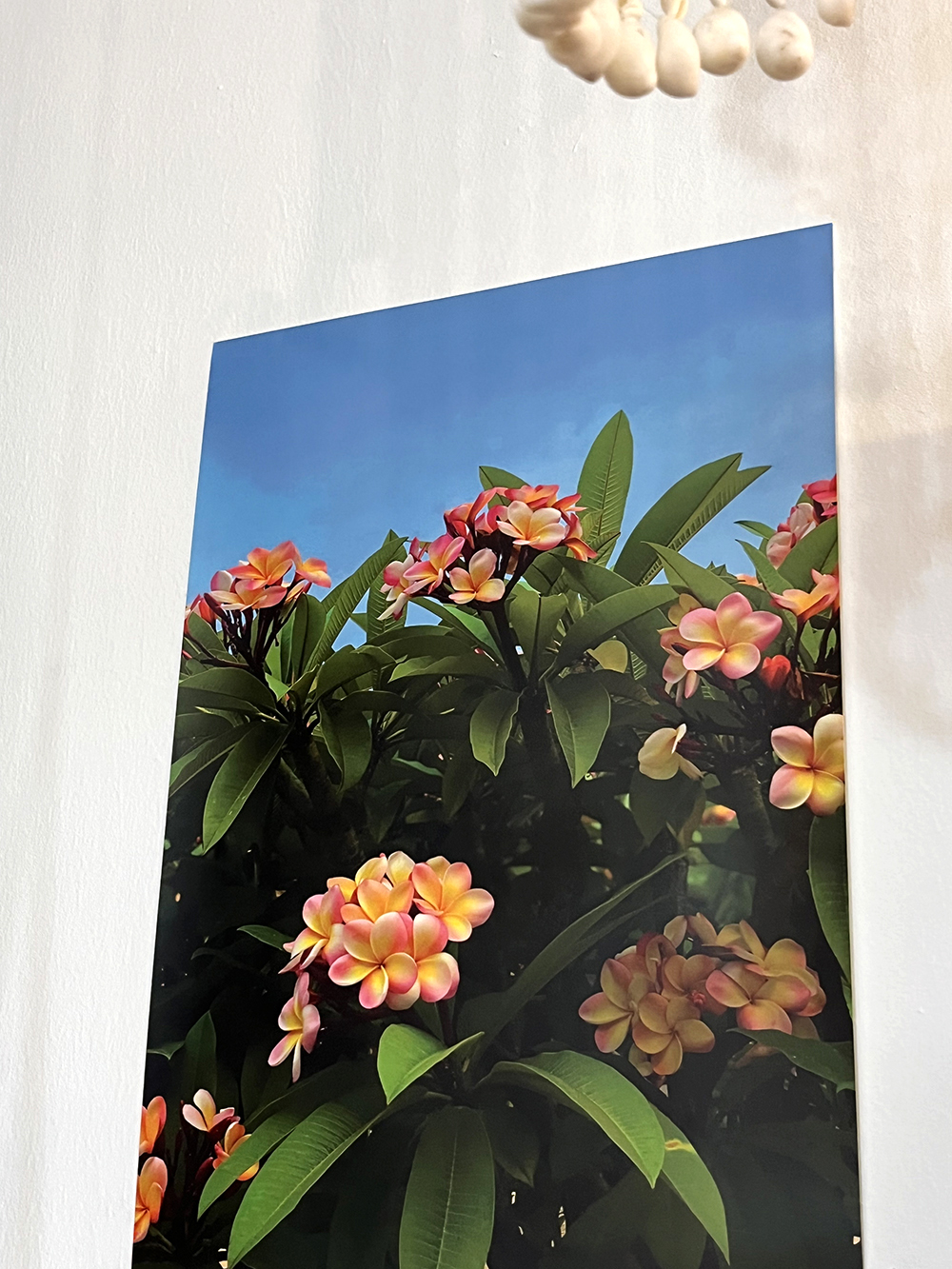 Frangipani Poster