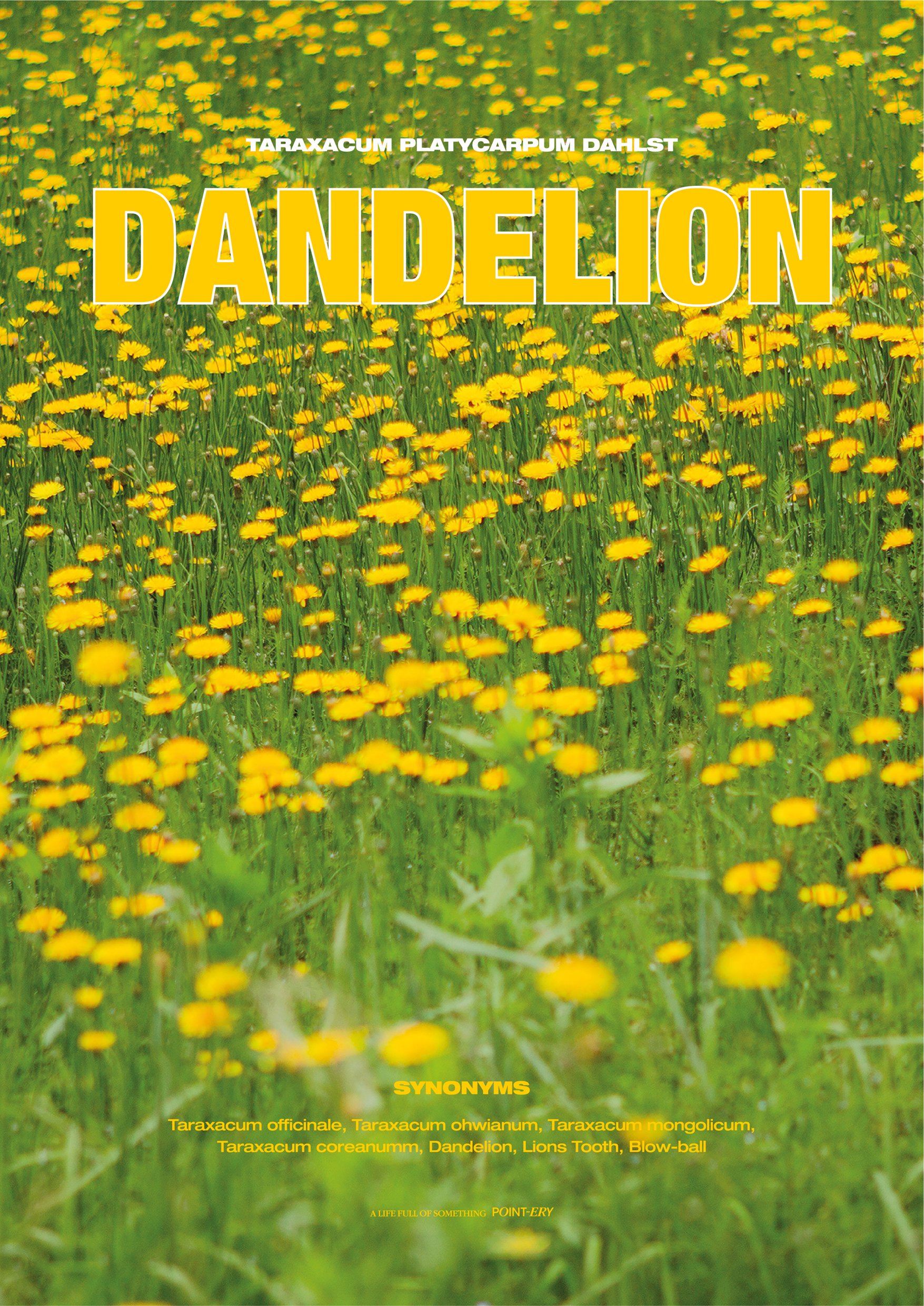 Dandelion