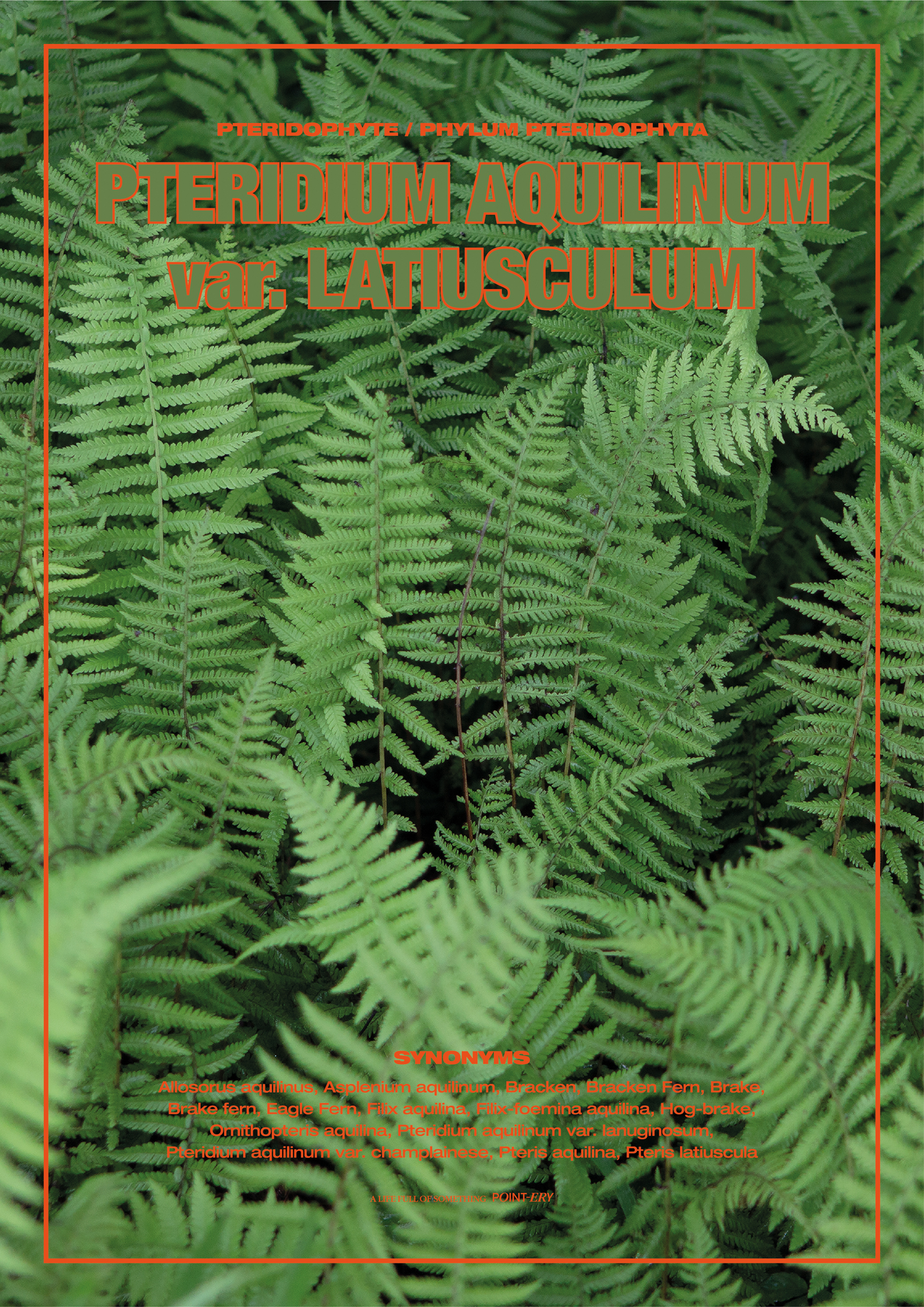 Fern