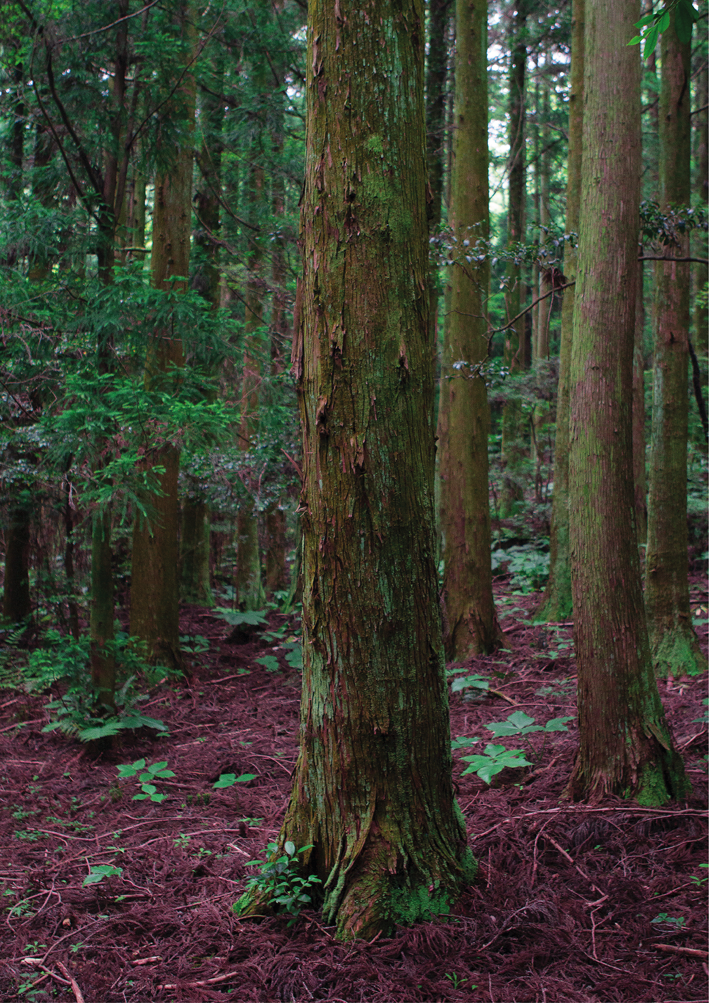 Dawn Forest