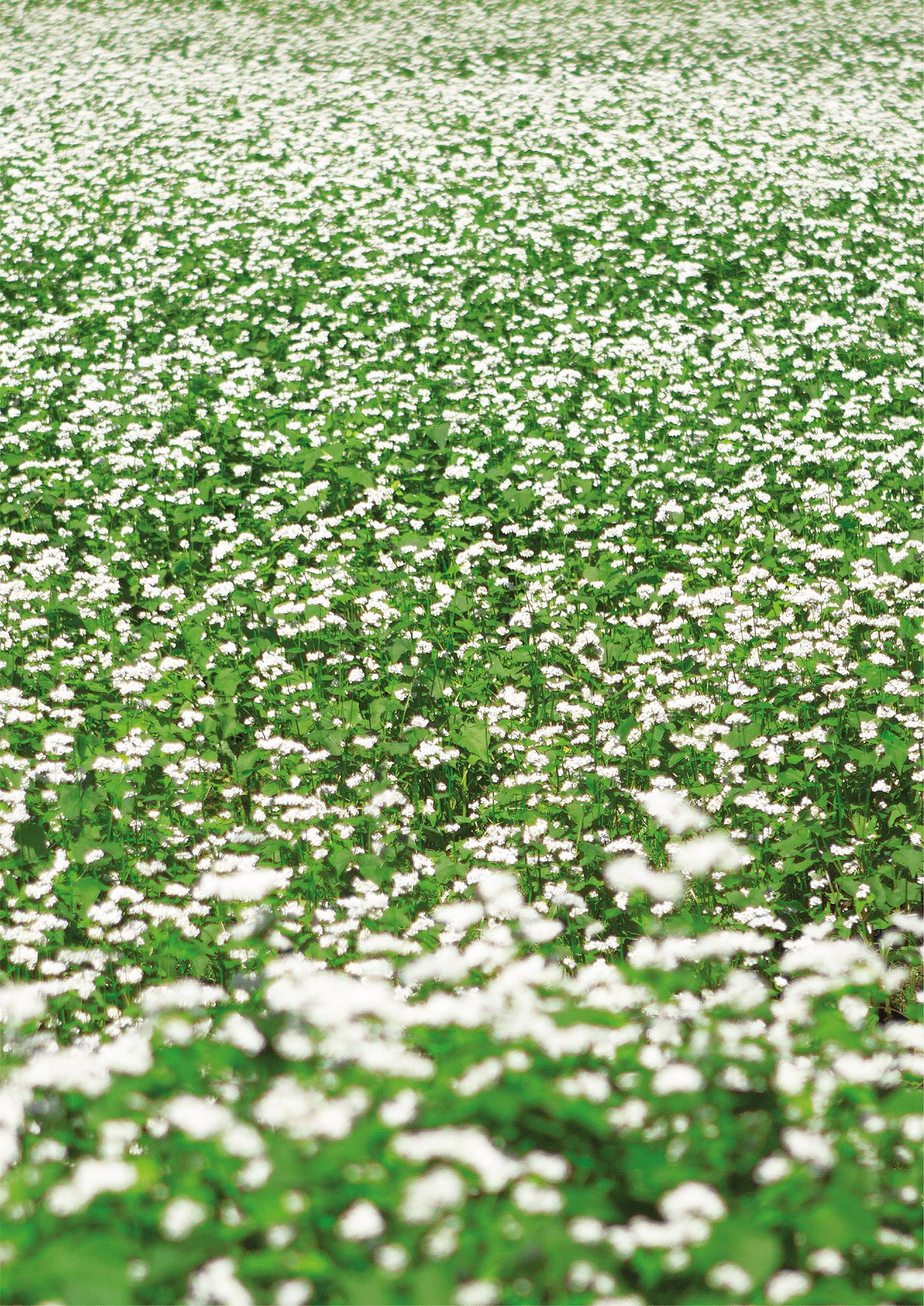 White Salt, Buckwheat Flower