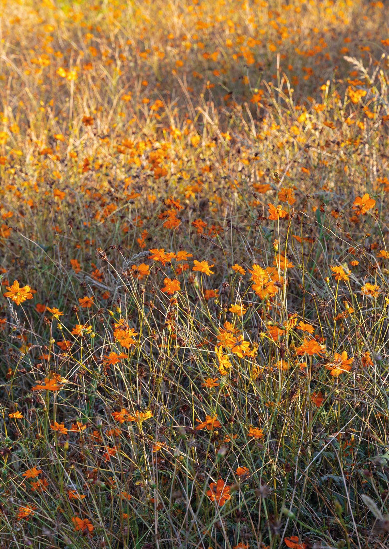 Orange Breeze