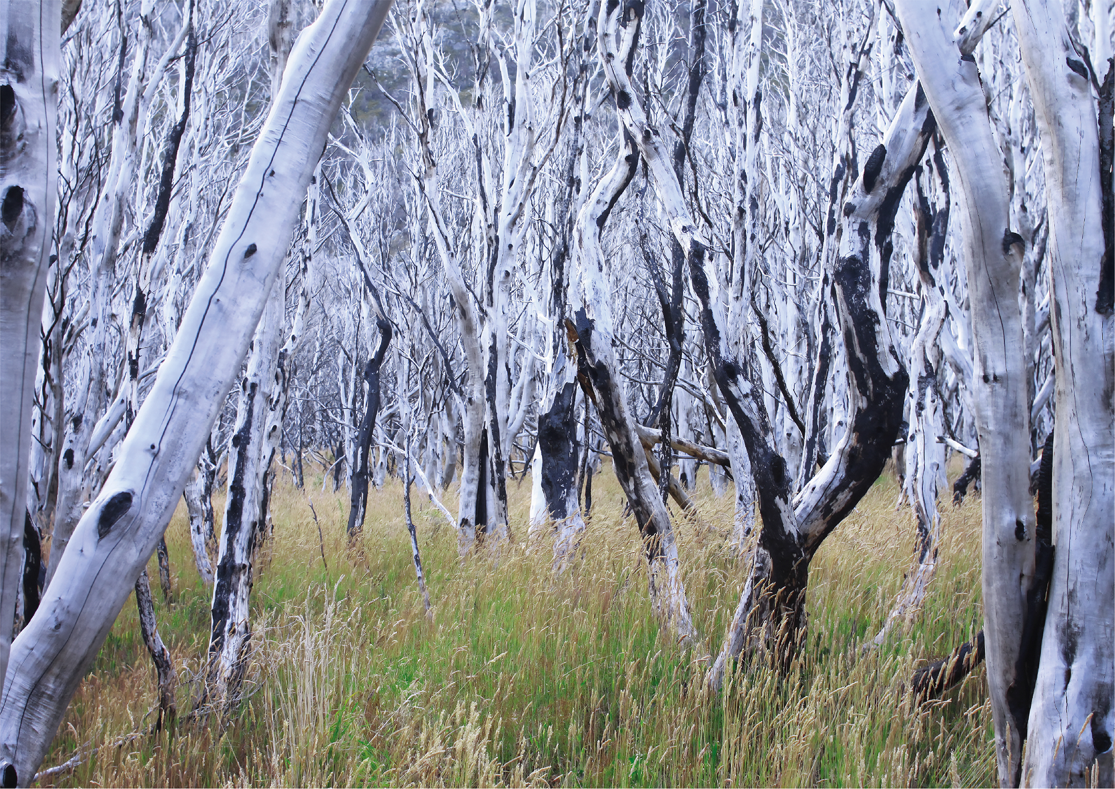 White Forest