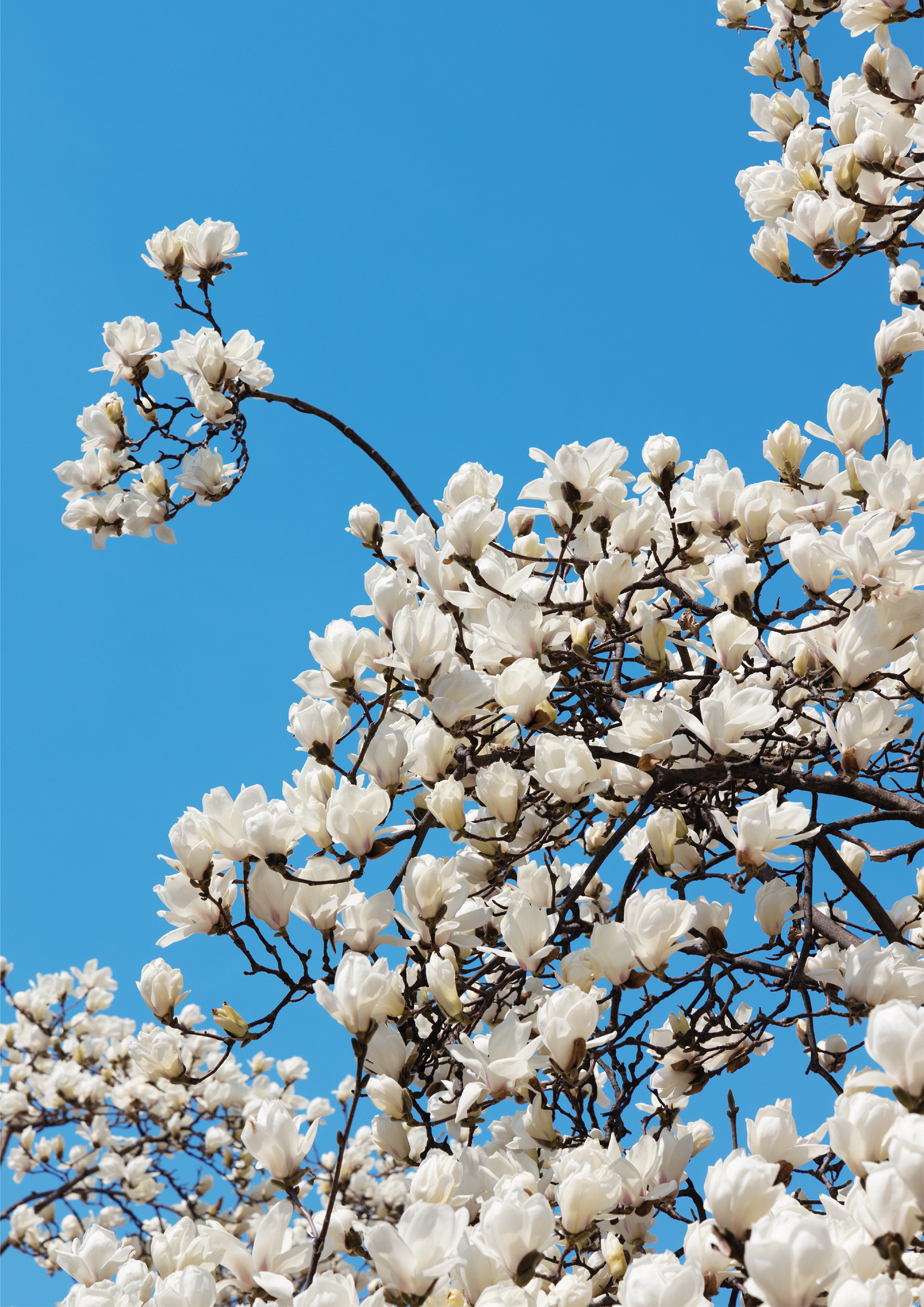 Magnolia