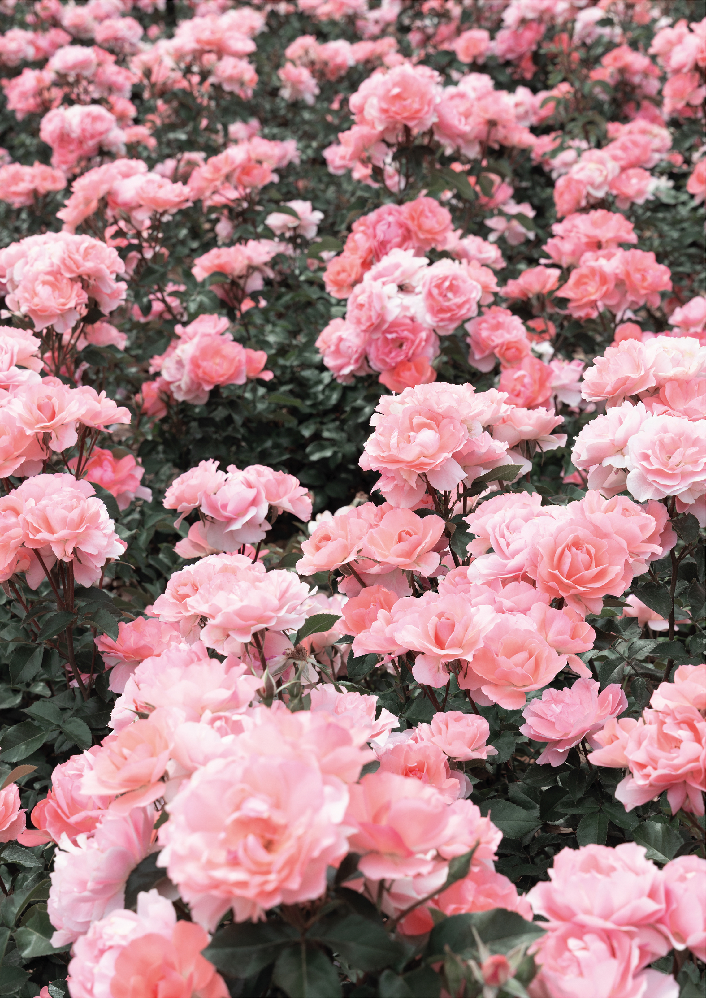 Pink Rose#1