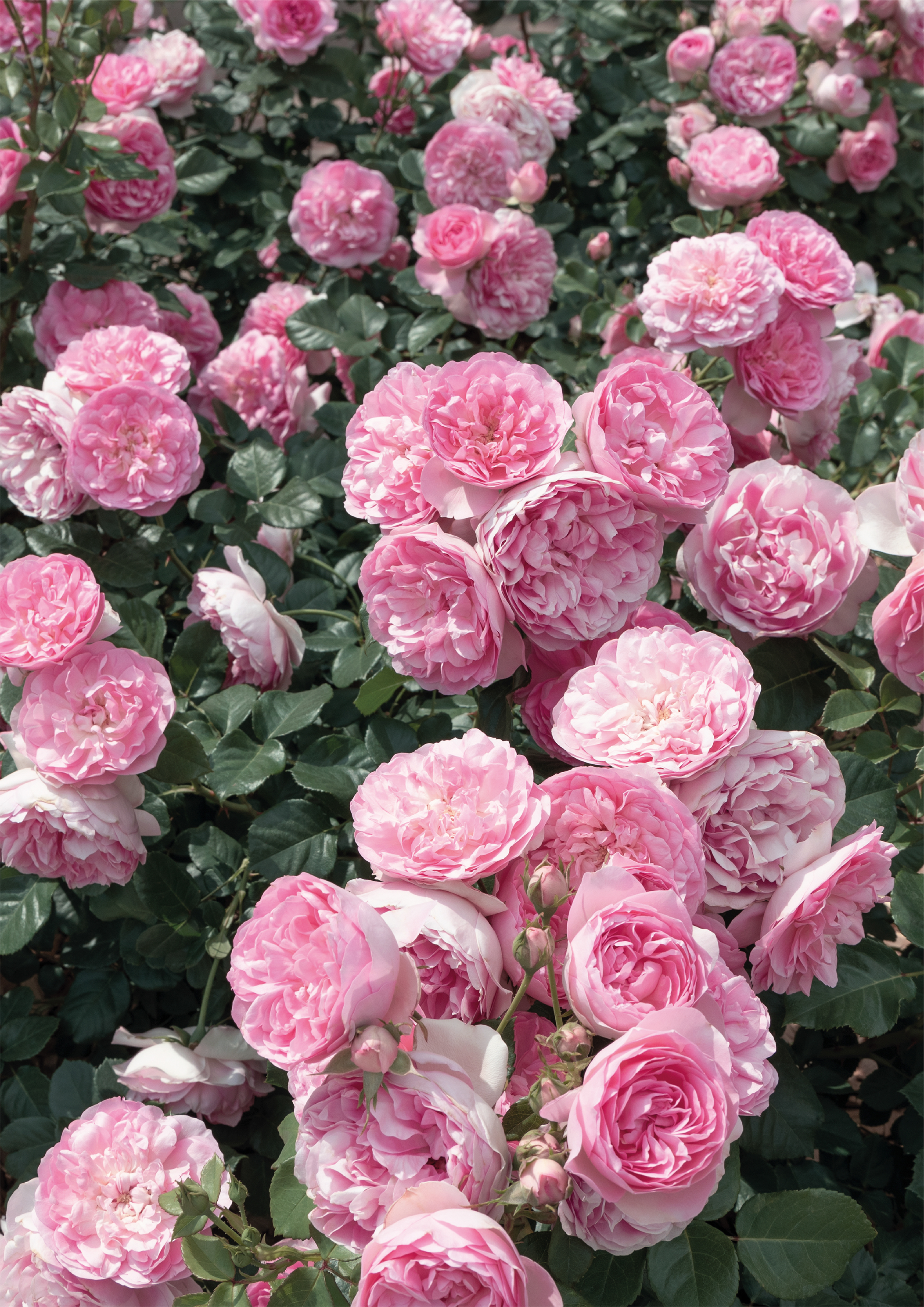Pink Rose#2