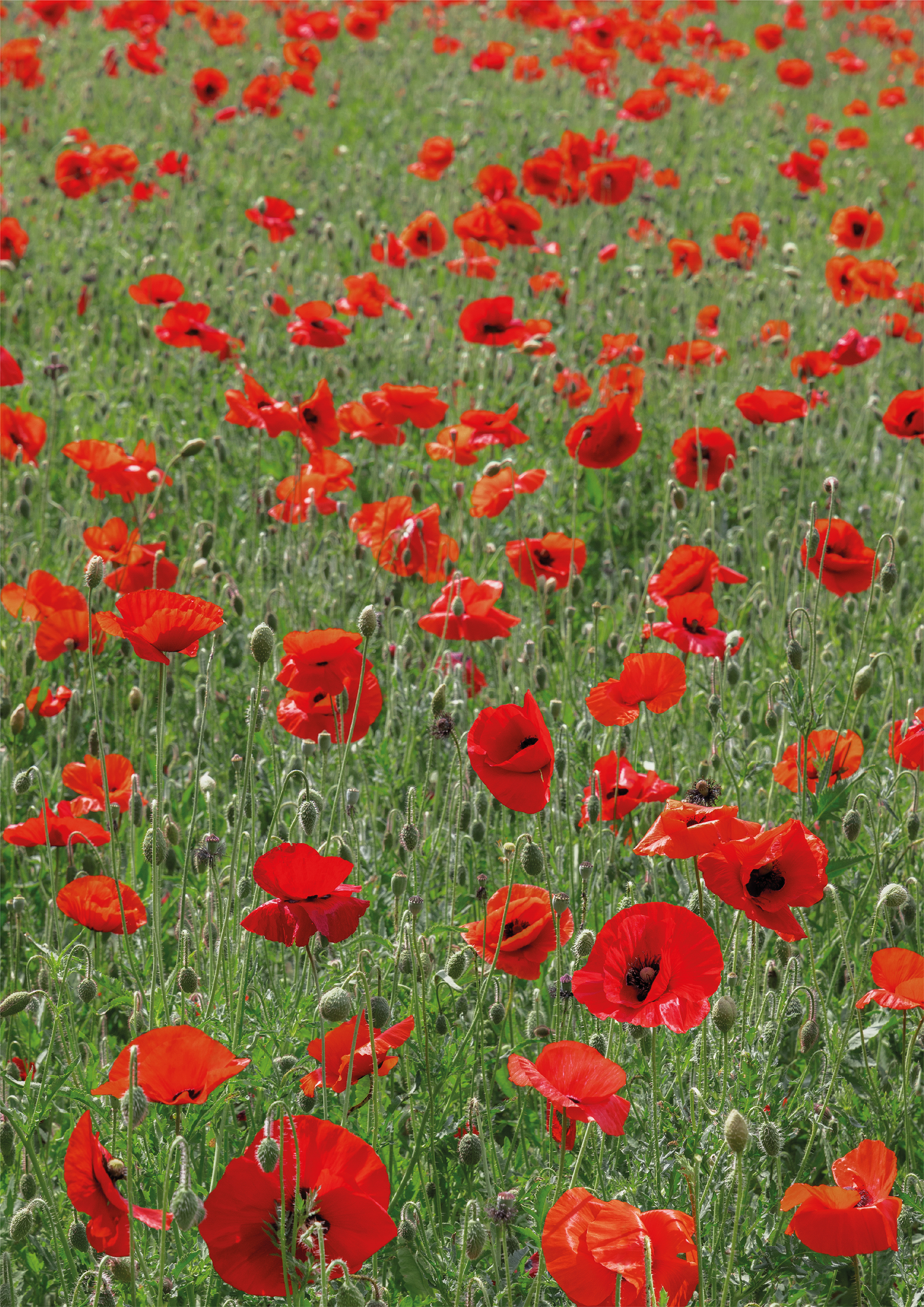 Poppy