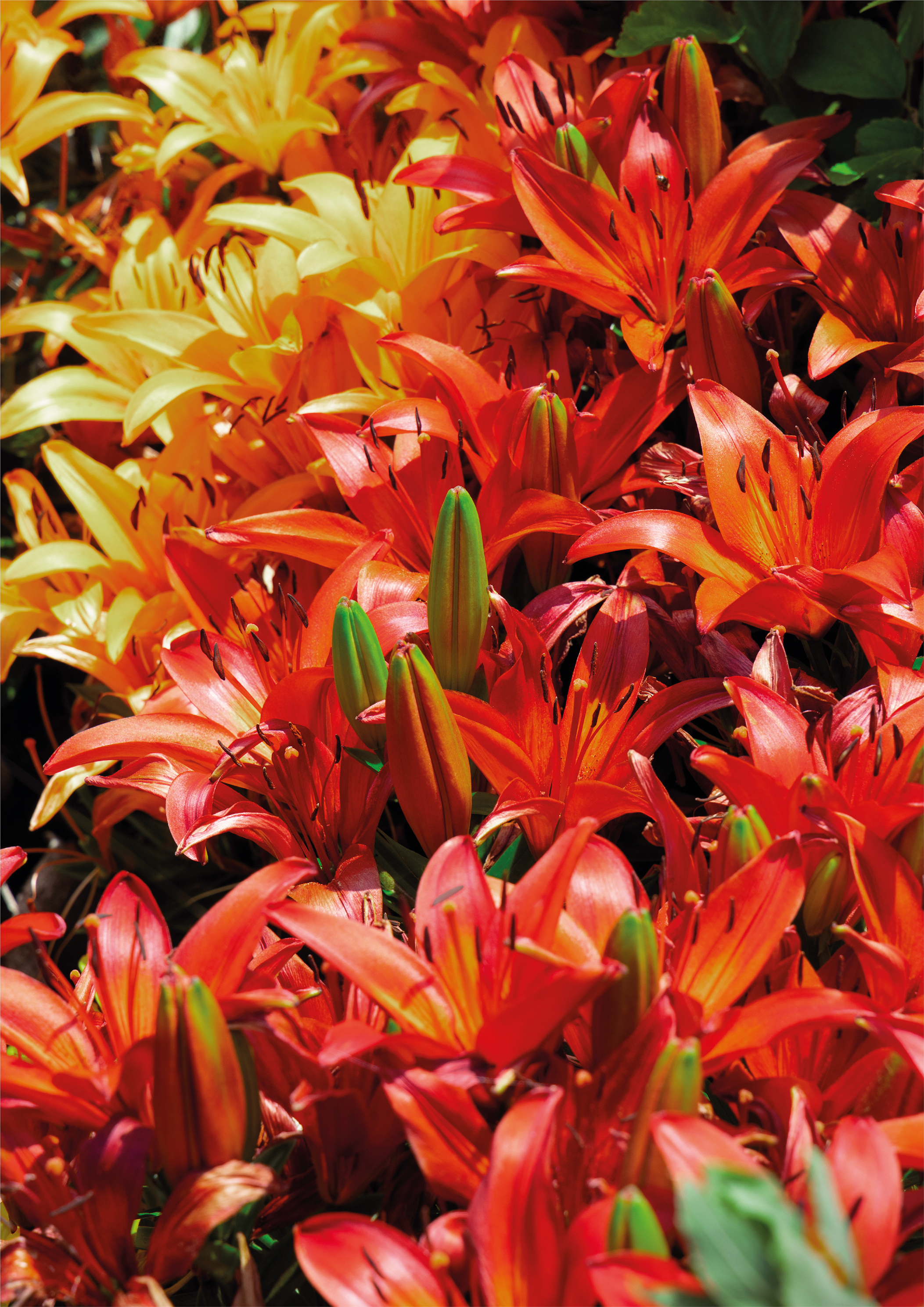 Lily