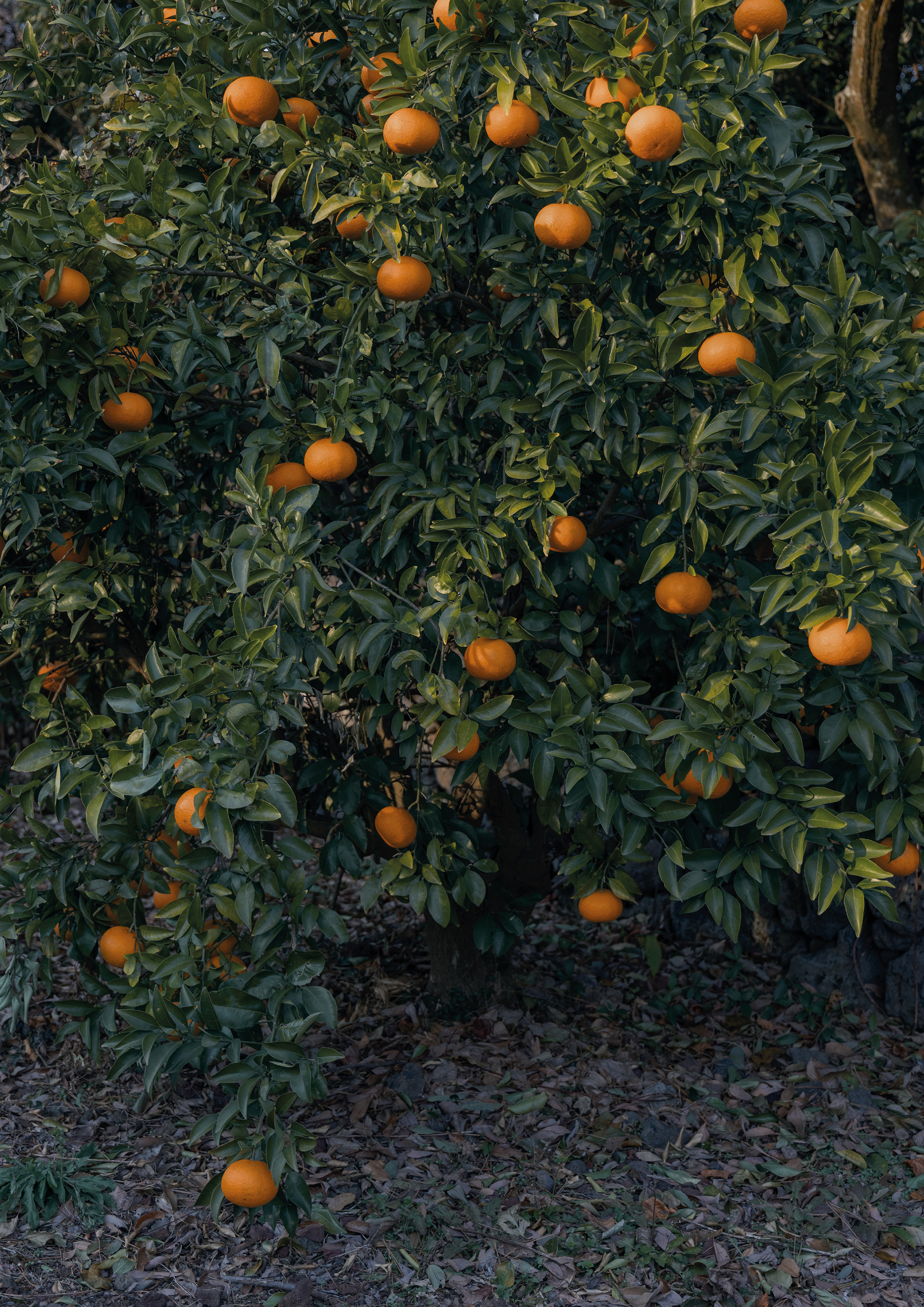 Summer Orange