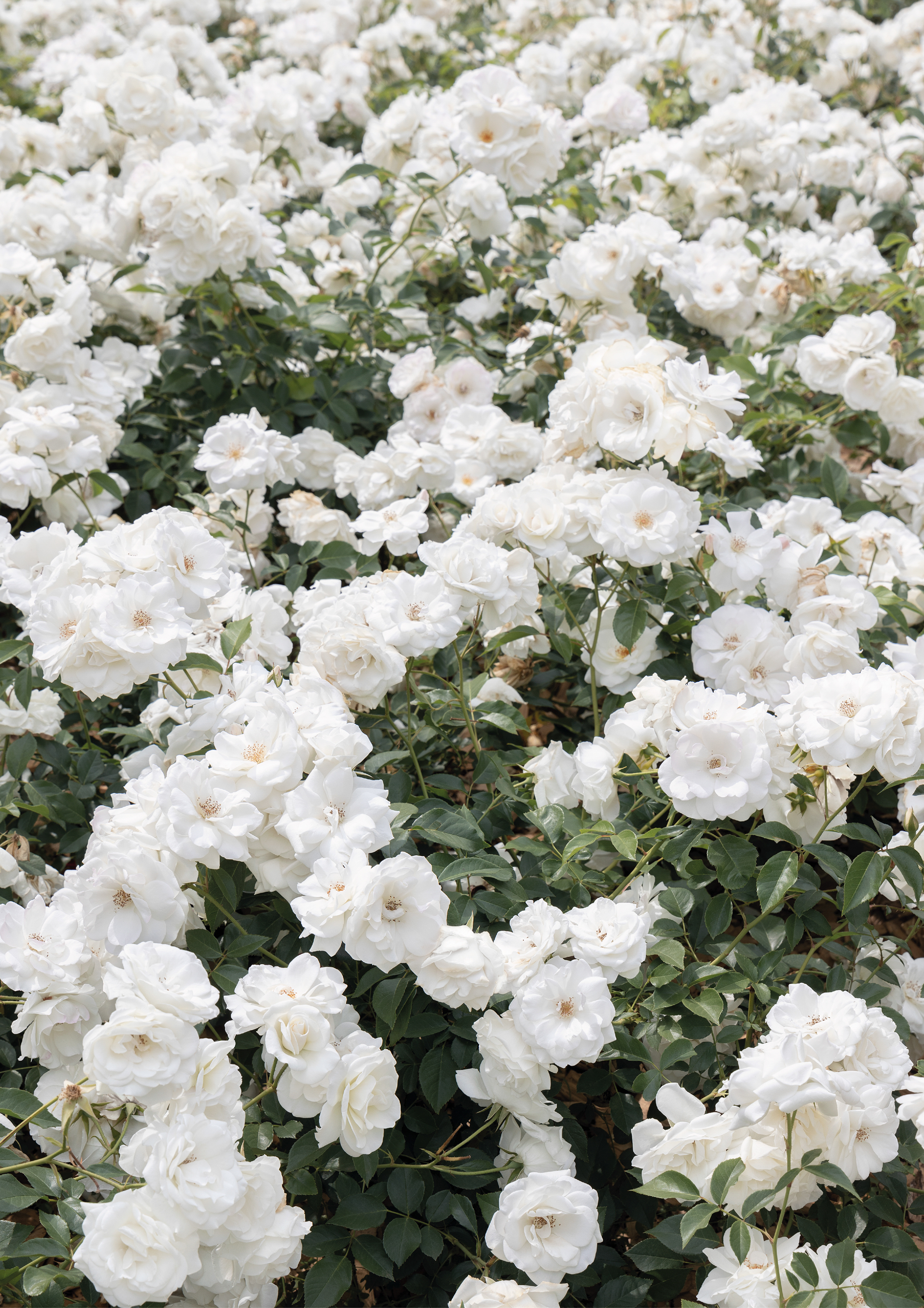 White Rose