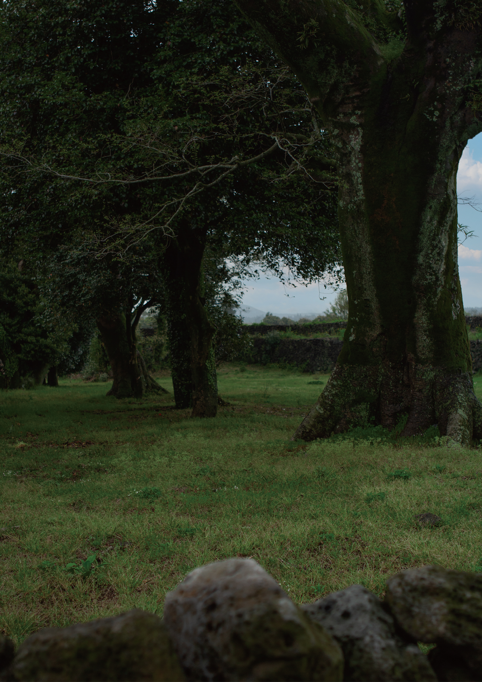 Green Trees