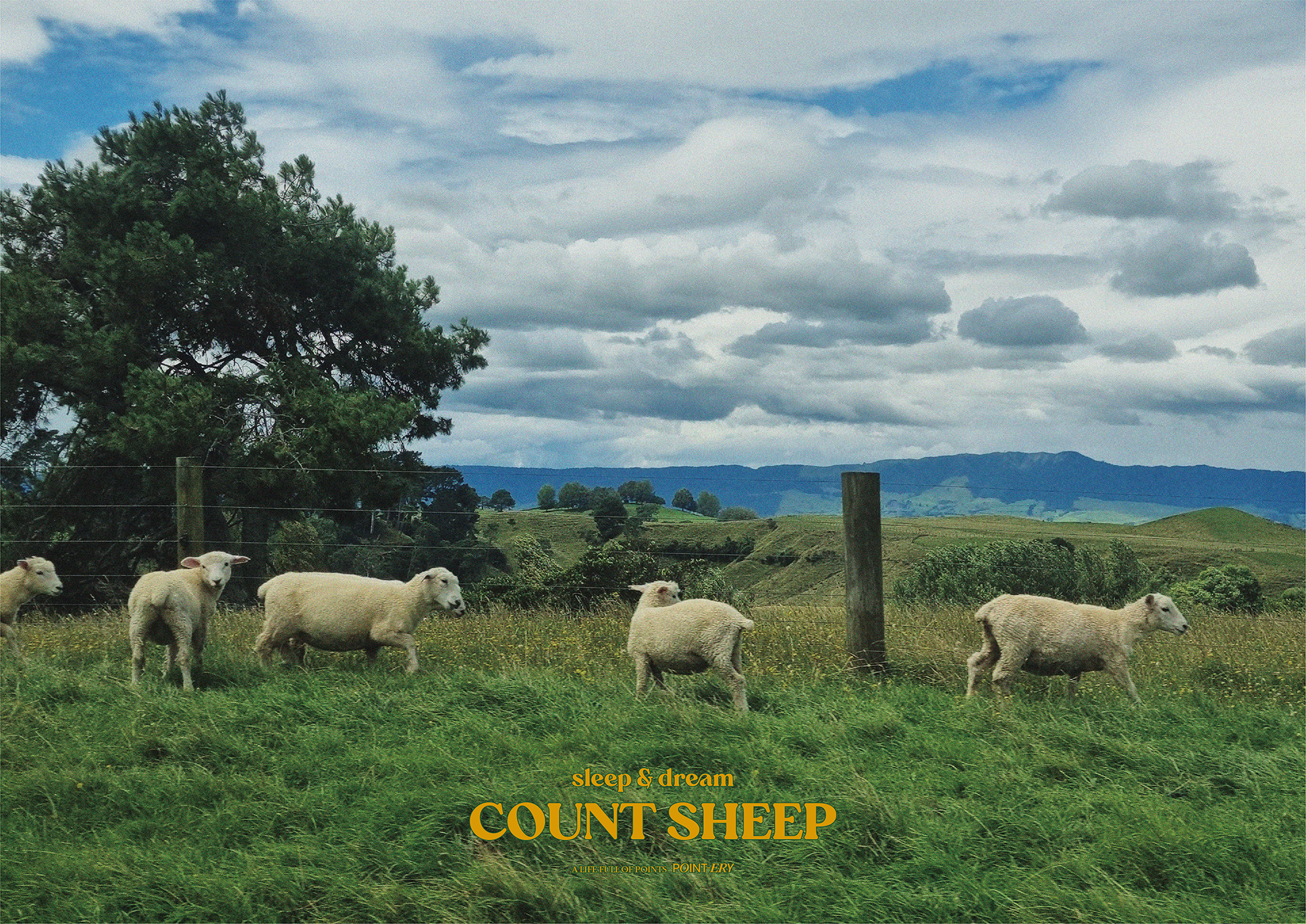 Count Sheep