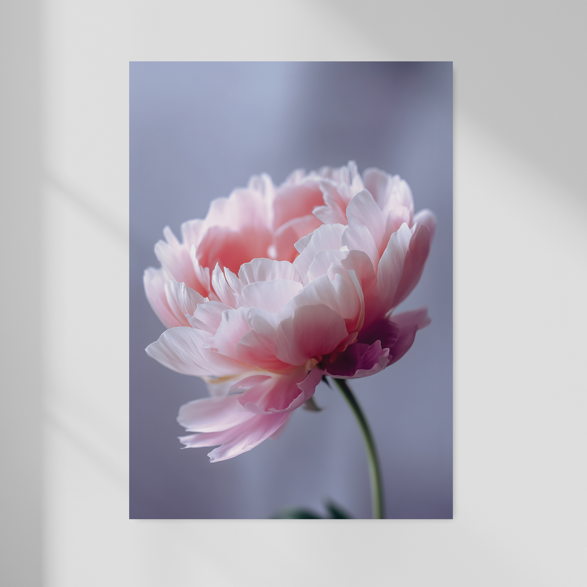 [DIGITAL FILE] Peony