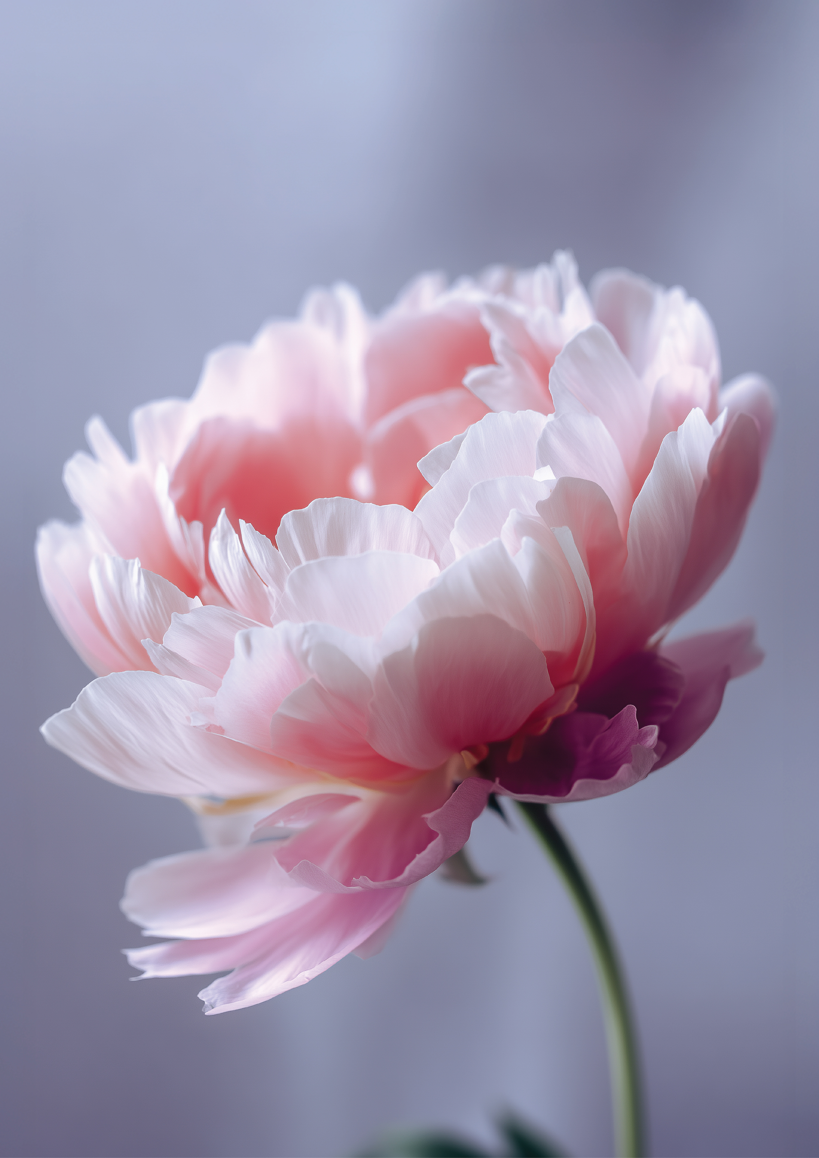 Peony