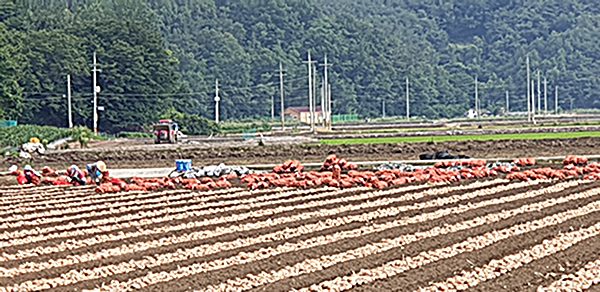 면연력증강 양파즙100포 혈관팔팔 심혈관개선 함양 창녕 무안양파 양파다이어트차 감기예방