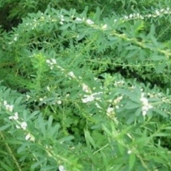 야관문(비수리) 600그램