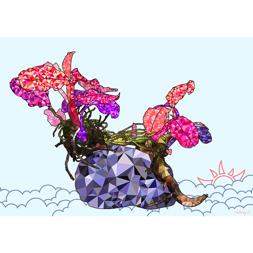 핑크마티니부세 (Bucephalandra Pink Martini) No2