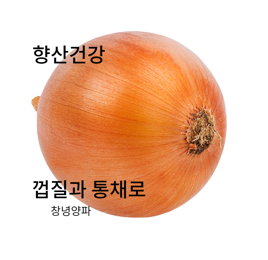 면역력양파즙120포 혈관 관절팔팔 혈액순환 감기 당뇨 순수 무안양파 콜레스트롤 다이어트차