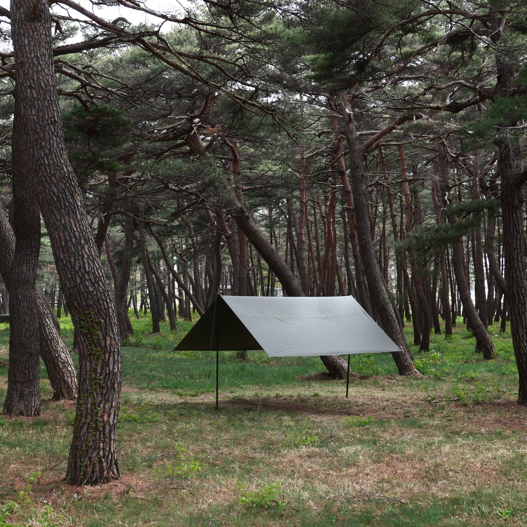 [힙노타이즈] CHILLIN RECTA 450 TARP 칠린 렉타450 올리브피그먼트 타프
