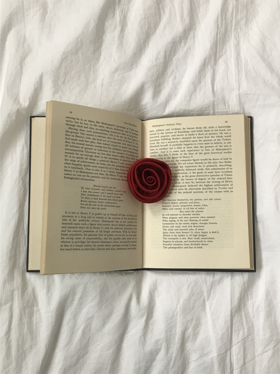 blooming rose tok