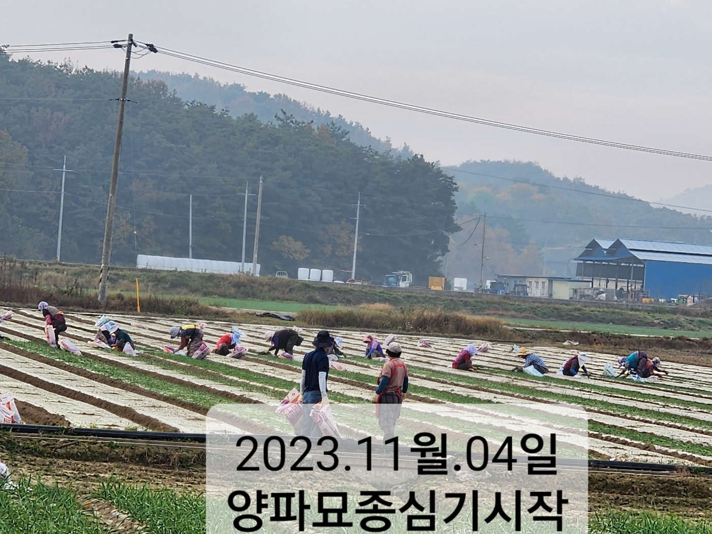 붉은양파즙100포 혈액순환개선 감기 당뇨 코로나19예방 면역강화